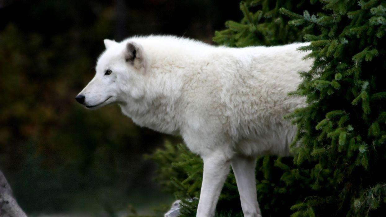 1244x700 Arctic Wolf wallpaperx1080