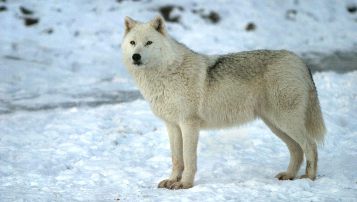 1360x768 Arctic Wolf Wallpaper