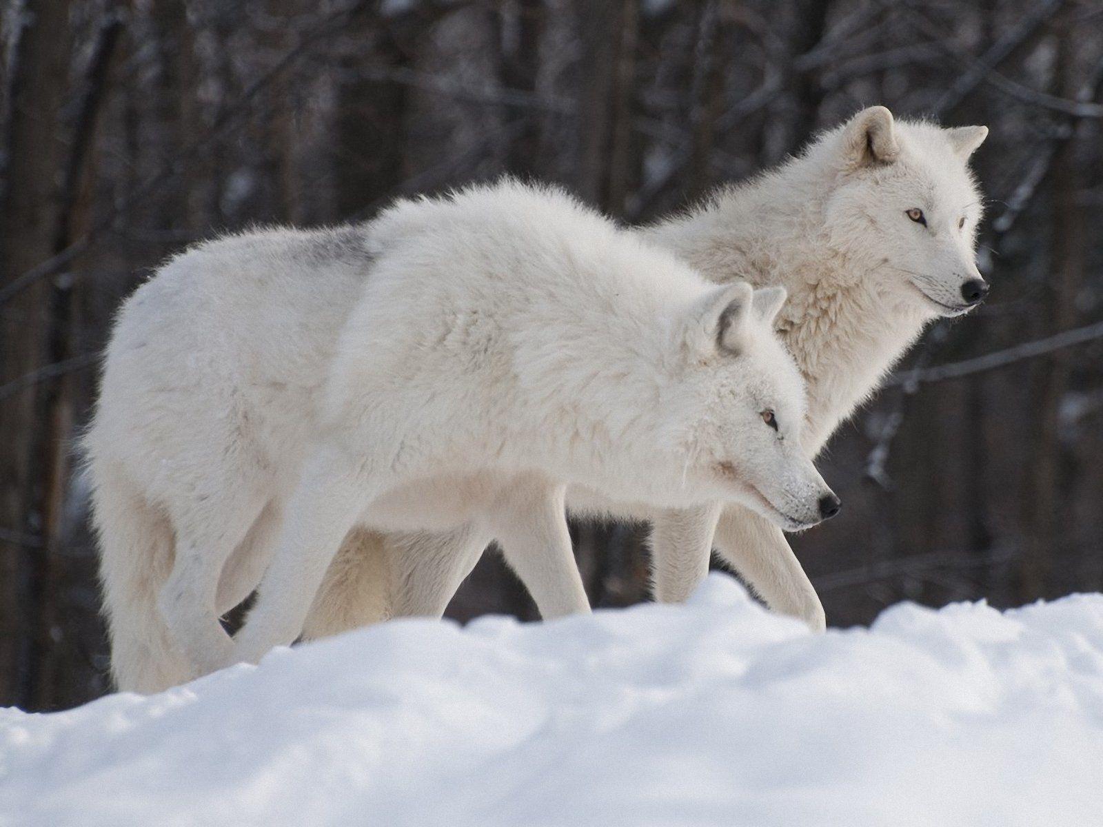 1600x1200 Arctic Wolf Wallpaper White Wolves Wallpaper