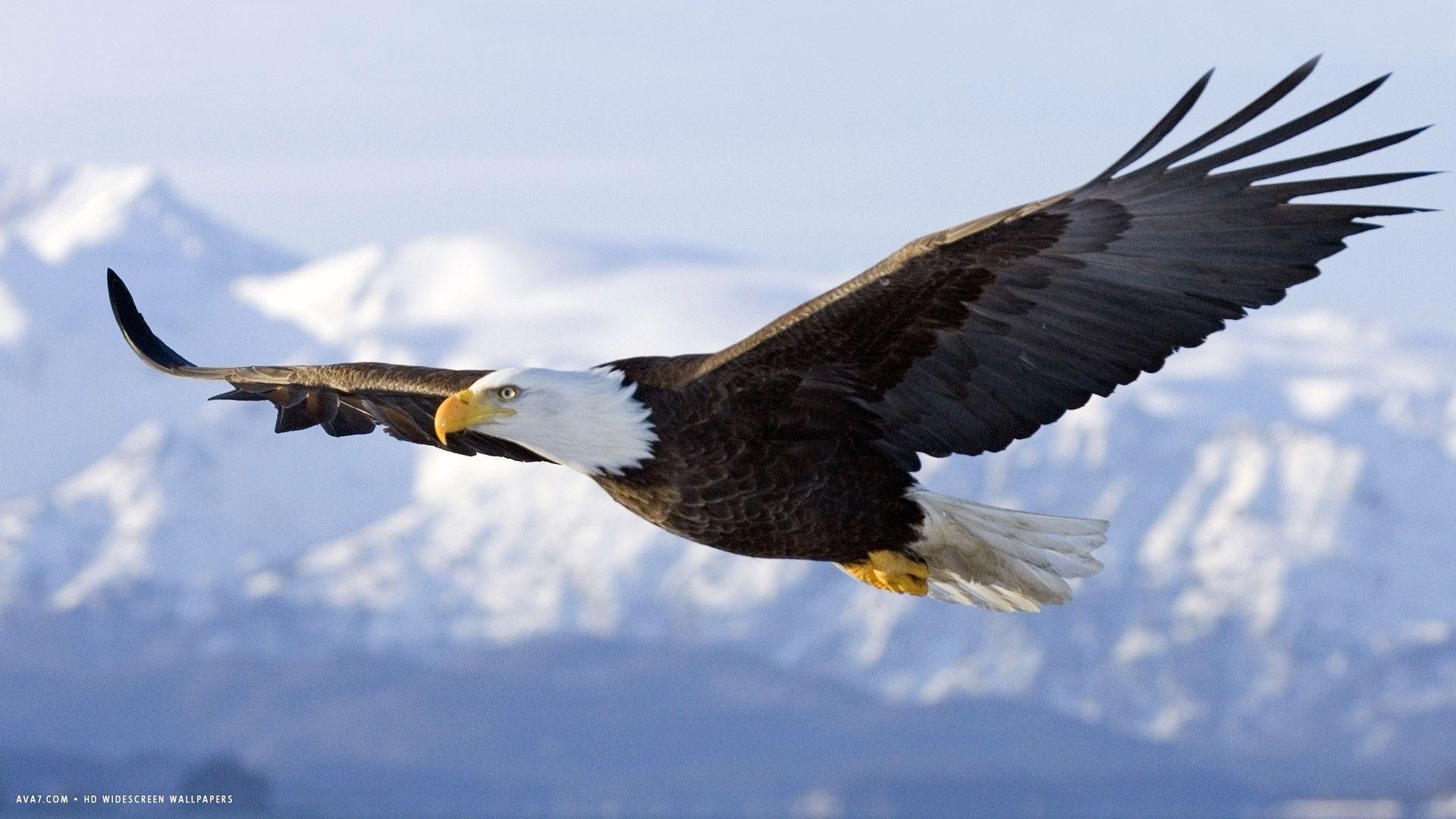 1920x1080 eagle bald flying bird wings HD widescreen wallpaper / birds