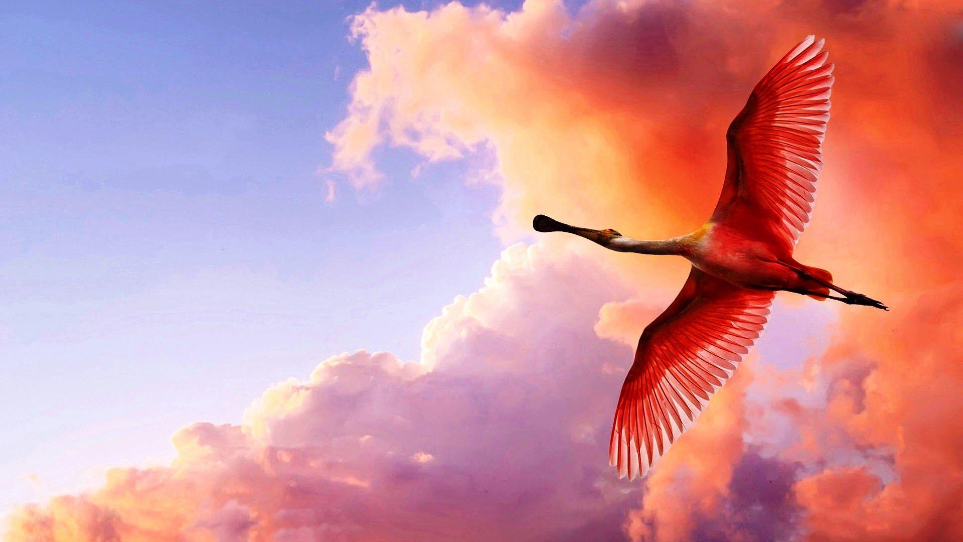 1920x1080 4K Ultra HD Creative Flying Birds Picture