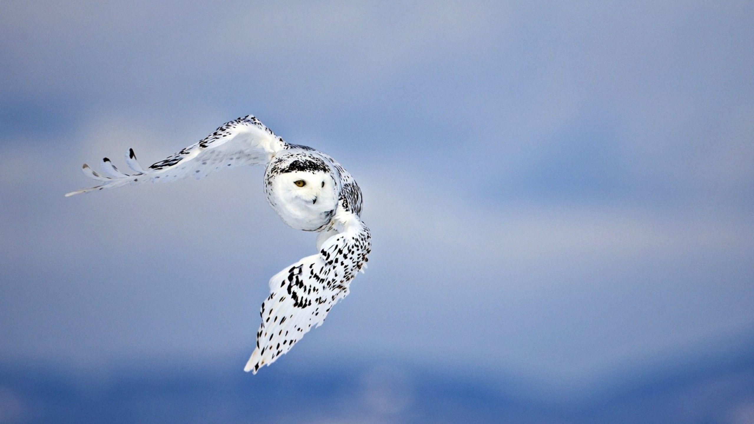 Flying Birds Wallpapers - Top Free Flying Birds Backgrounds ...