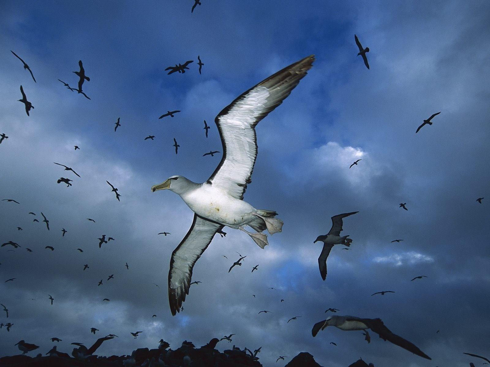 1600x1200 flying birds albatross 1600x1200 wallpaper High Quality Wallpaper