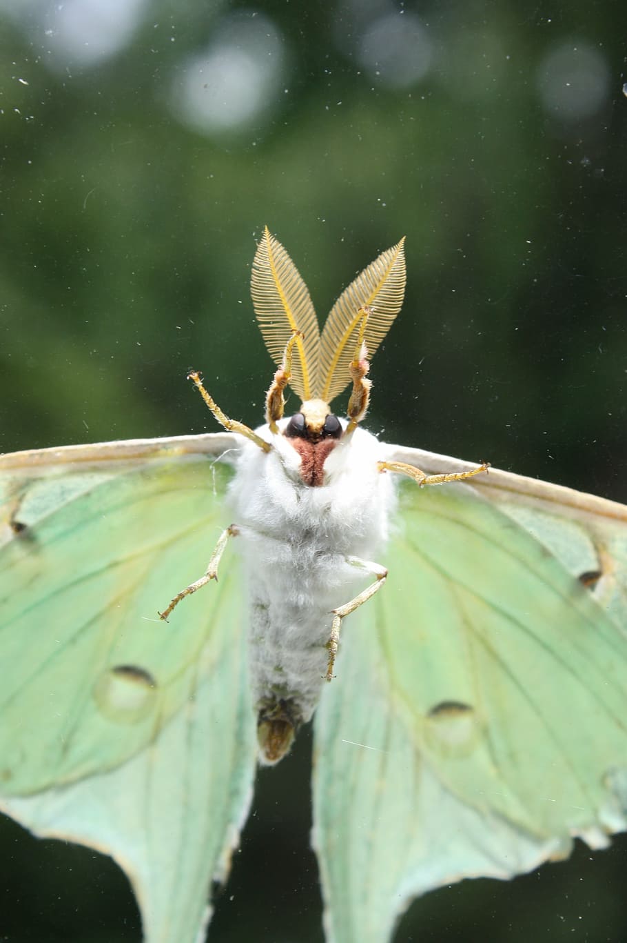 Luna Moth Wallpapers - Top Free Luna Moth Backgrounds - WallpaperAccess