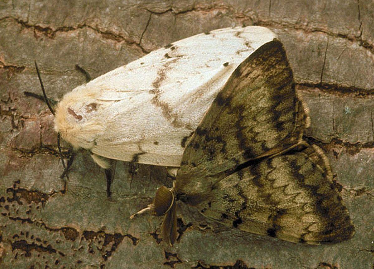 1200x863 Awesome Gypsy Moth Wall. Gypsy Moth Wallpaper