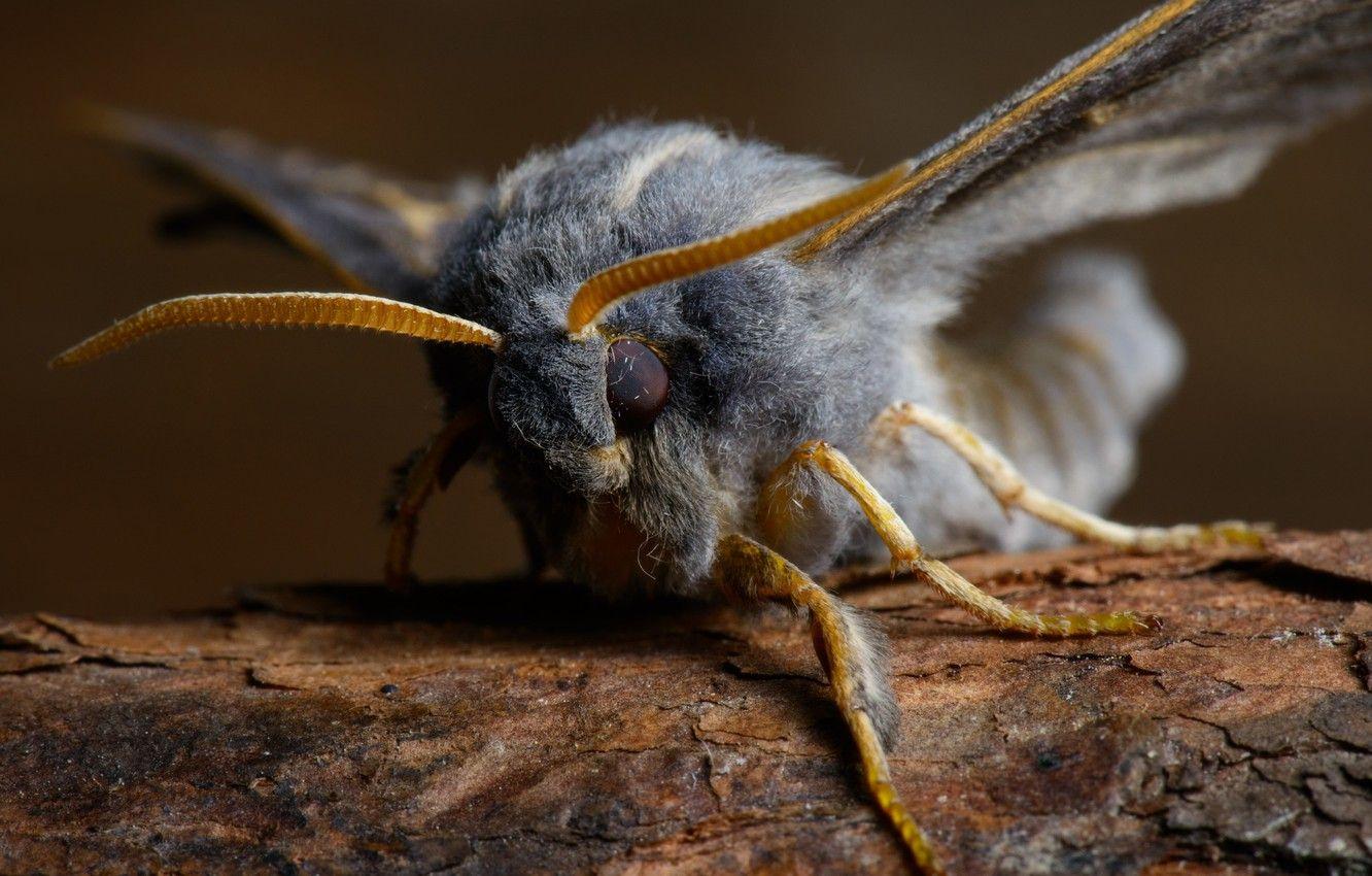 1332x850 Wallpaper wings, legs, hairy, fluff, moth, Insect image