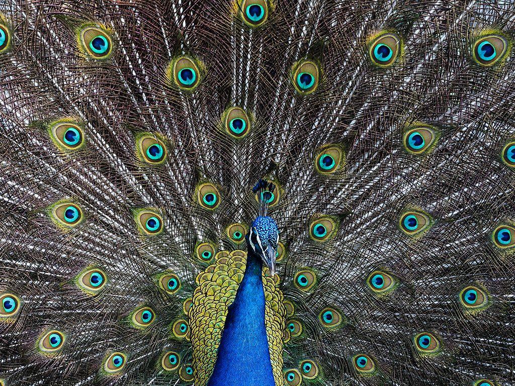 1024x768 Peacock Animal Bird Art Wallpaper