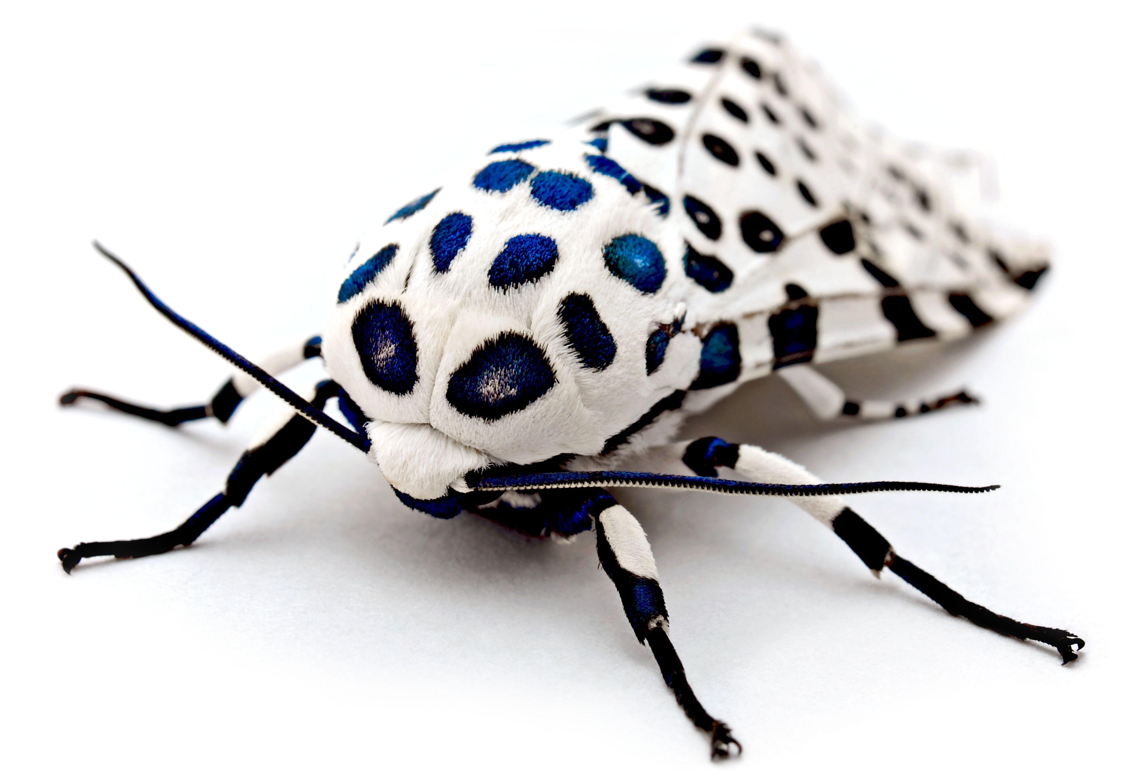 3724x2548 Moth HD Wallpaper and Background Image