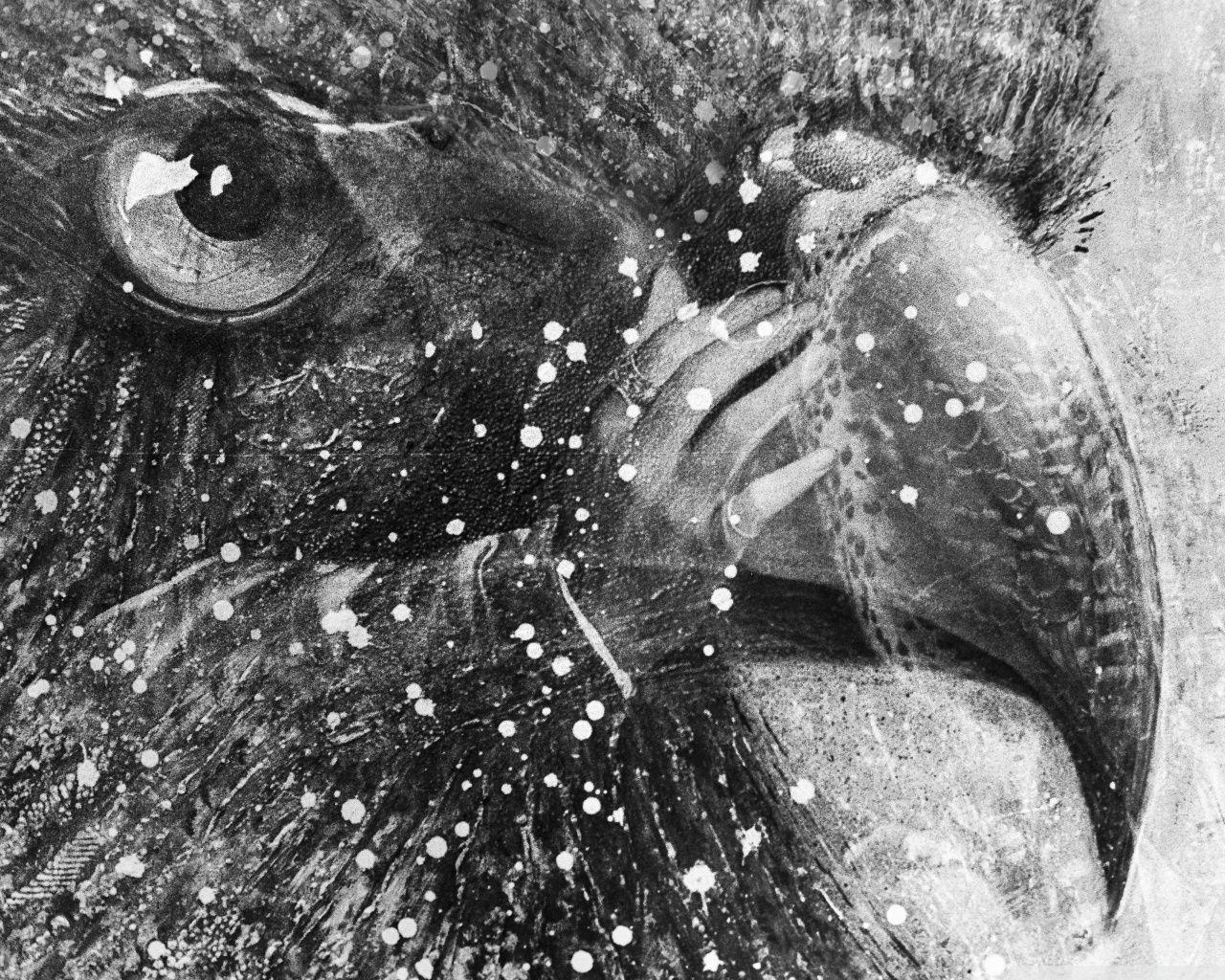 1280x1024 Bird Art Black and White Ultra HD Desktop Background Wallpaper