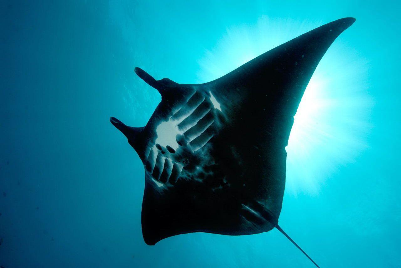 1280x856 Manta Wallpaper. Black Manta Wallpaper