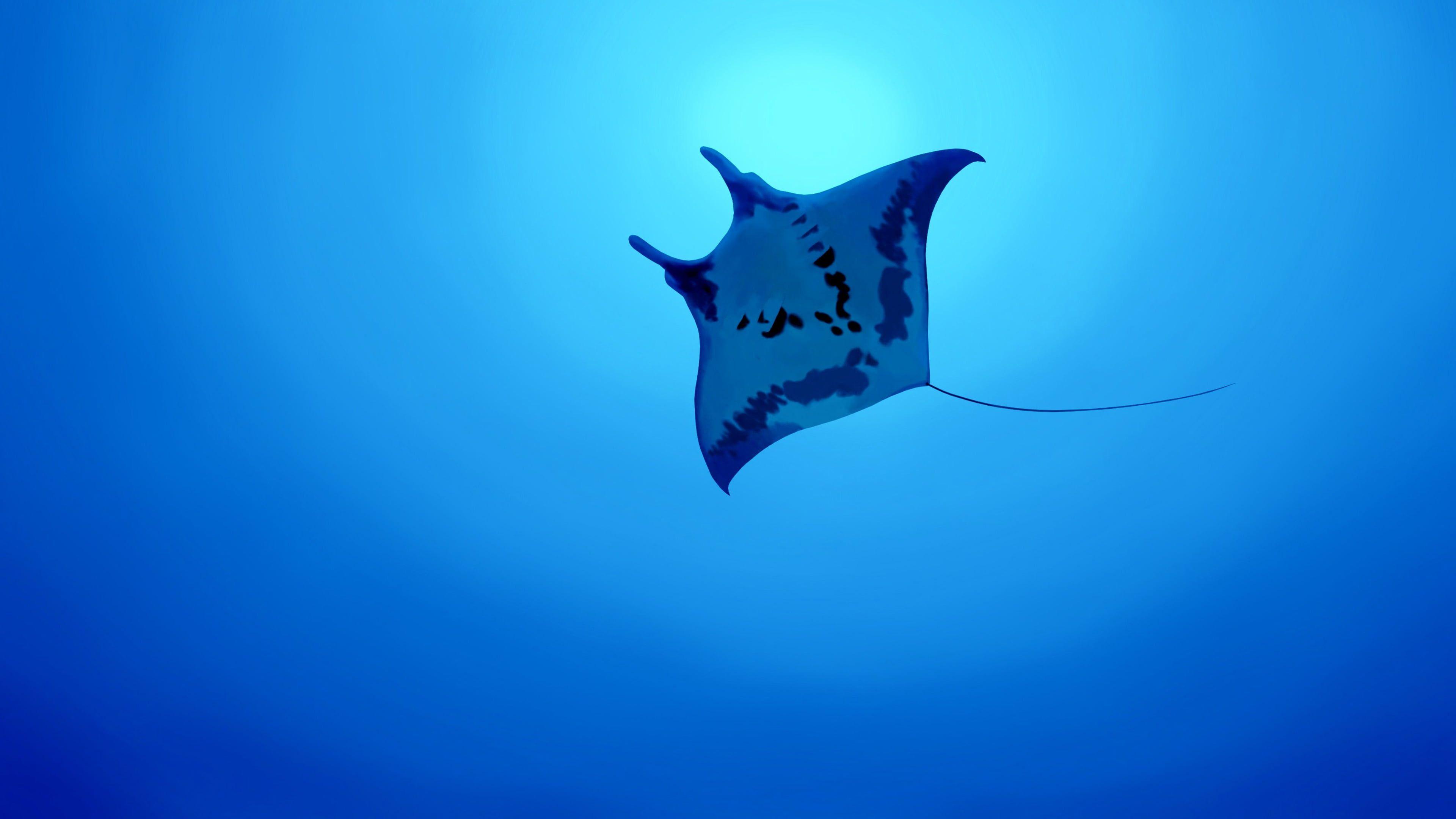 3840x2160 White and black manta ray, animals, fish, underwater, Stingray HD
