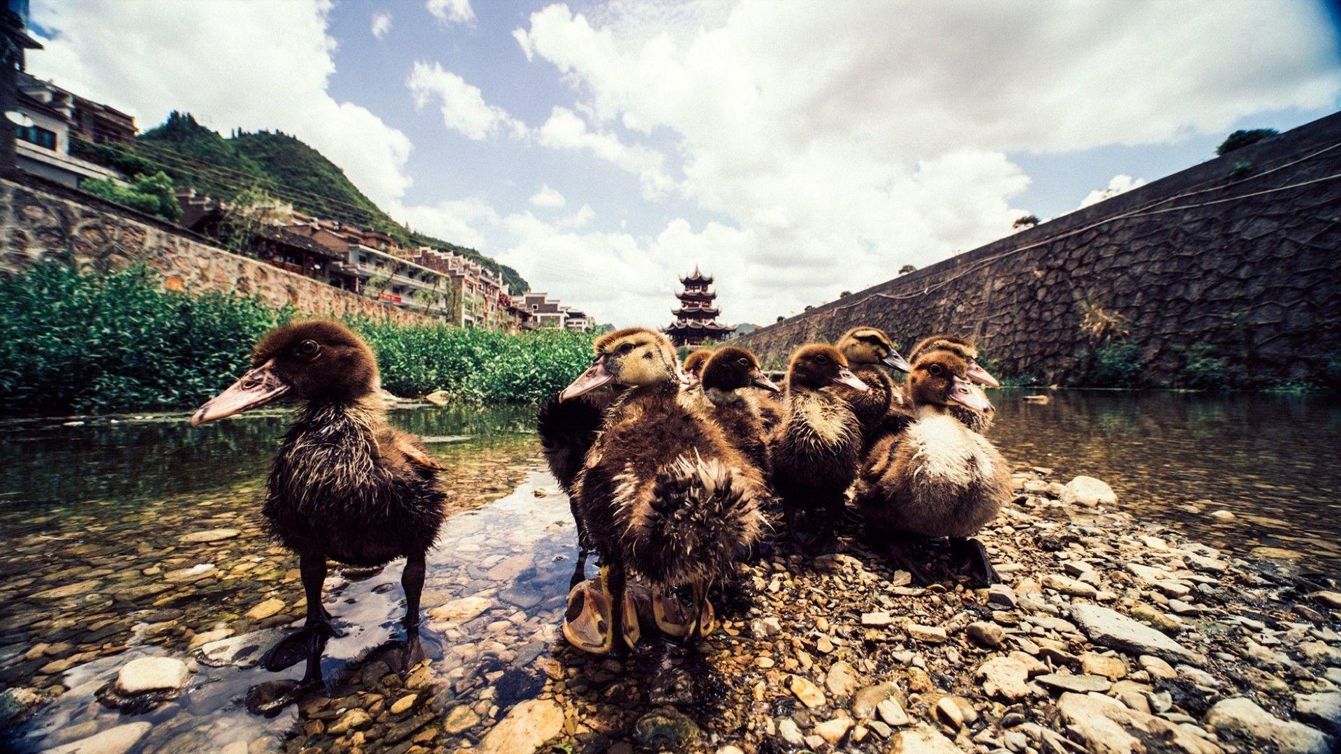 1920x1080 Duck Animal Nature River Ducks Unlimited Wallpaper For iPhone