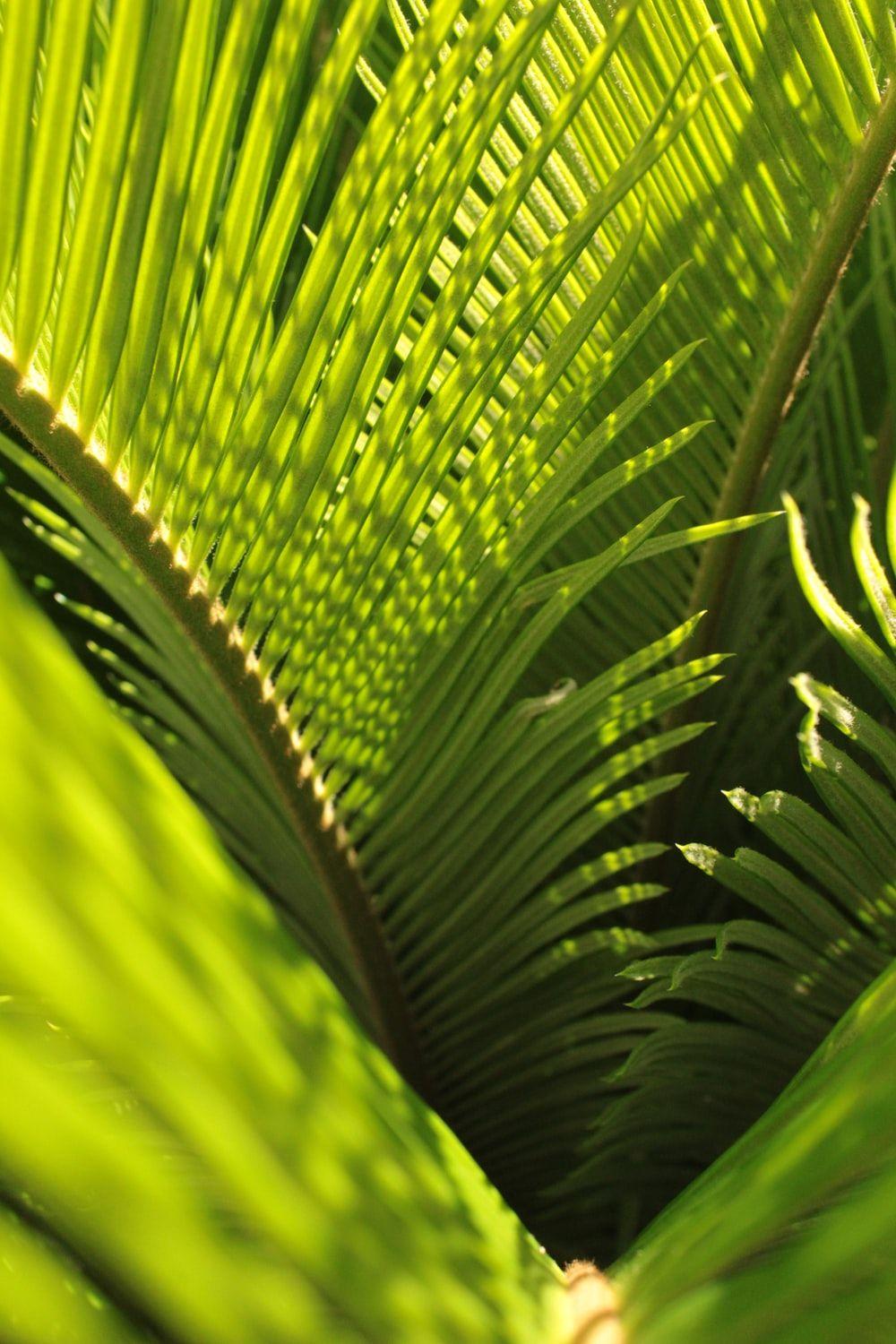 1000x1500 Palm Sunday Picture. Download Free Image