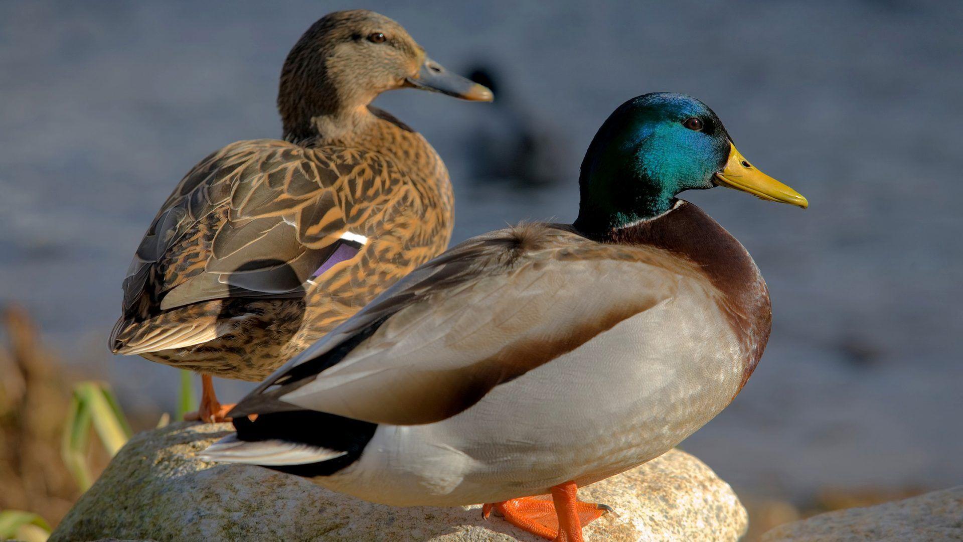 Ducks Unlimited Wallpapers - Top Free Ducks Unlimited Backgrounds ...