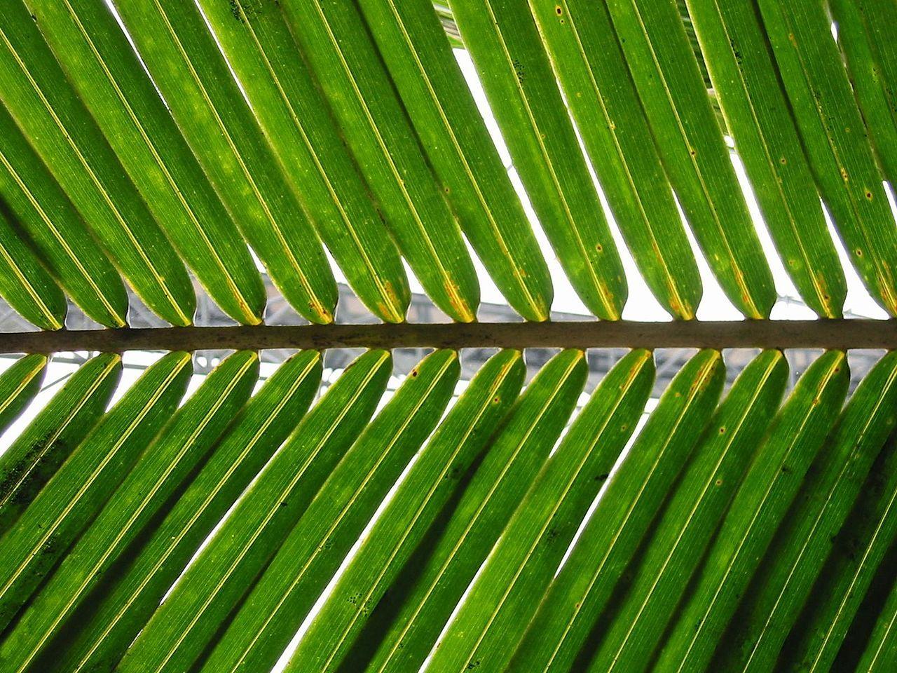 1280x960 Palm Sunday