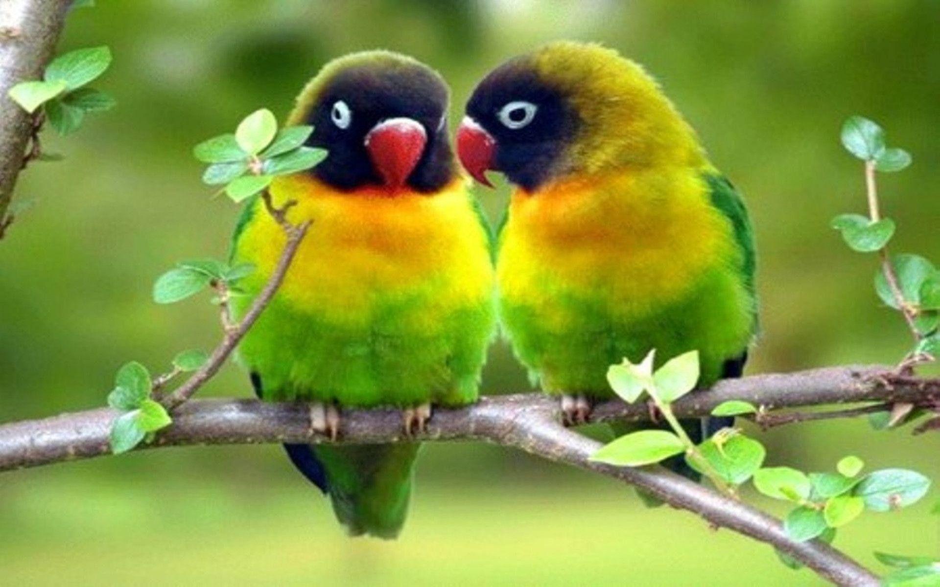 1920x1200 Lovebirds Wallpaper