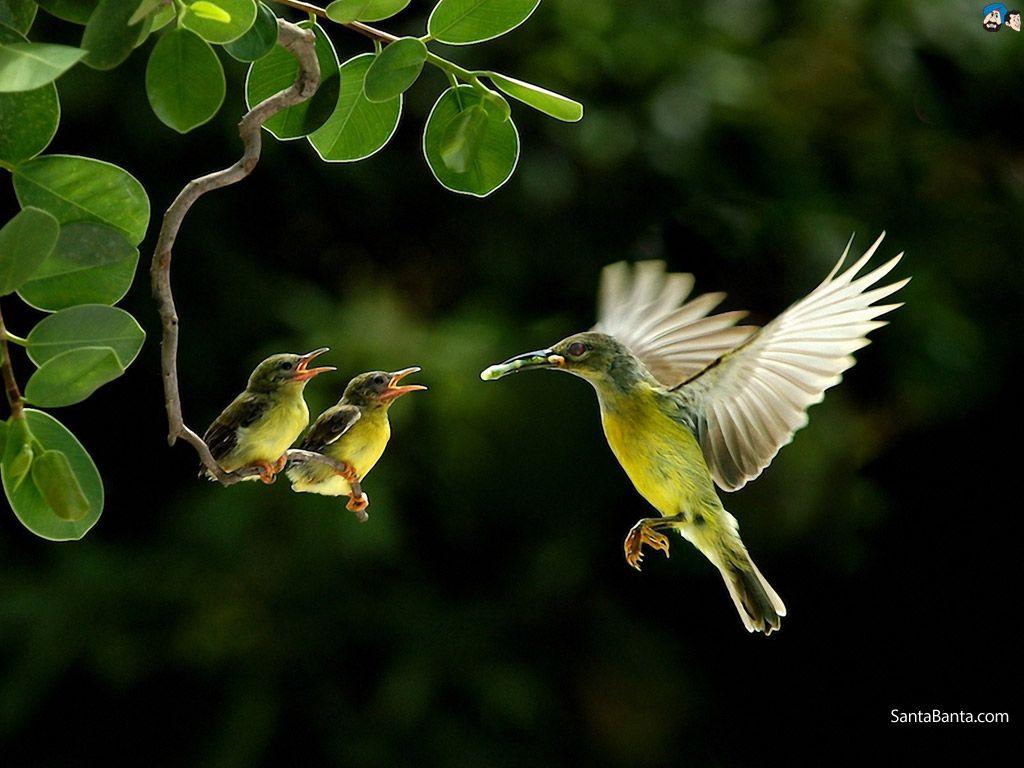 Birds Nature Wallpapers - Top Free Birds Nature Backgrounds