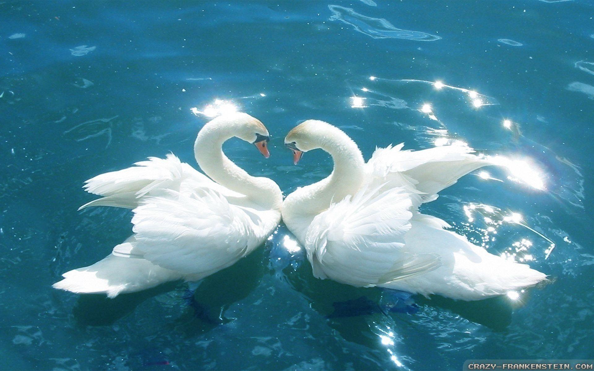 1920x1200 Lovebirds Wallpaper