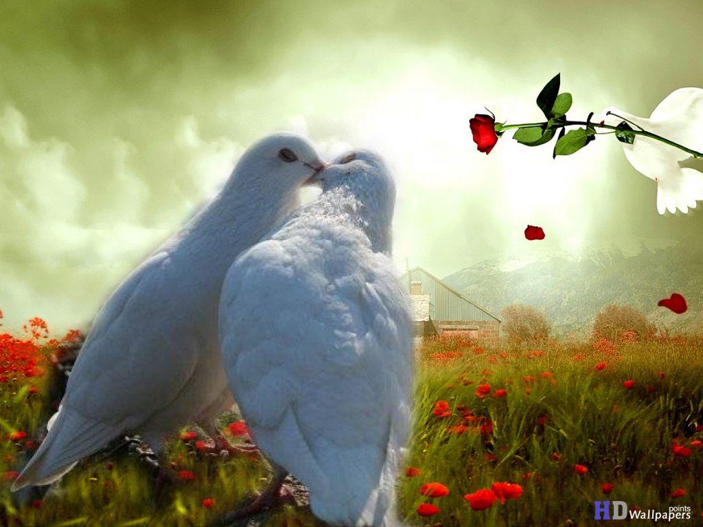 Birds Love Wallpapers Top Free Birds Love Backgrounds Wallpaperaccess