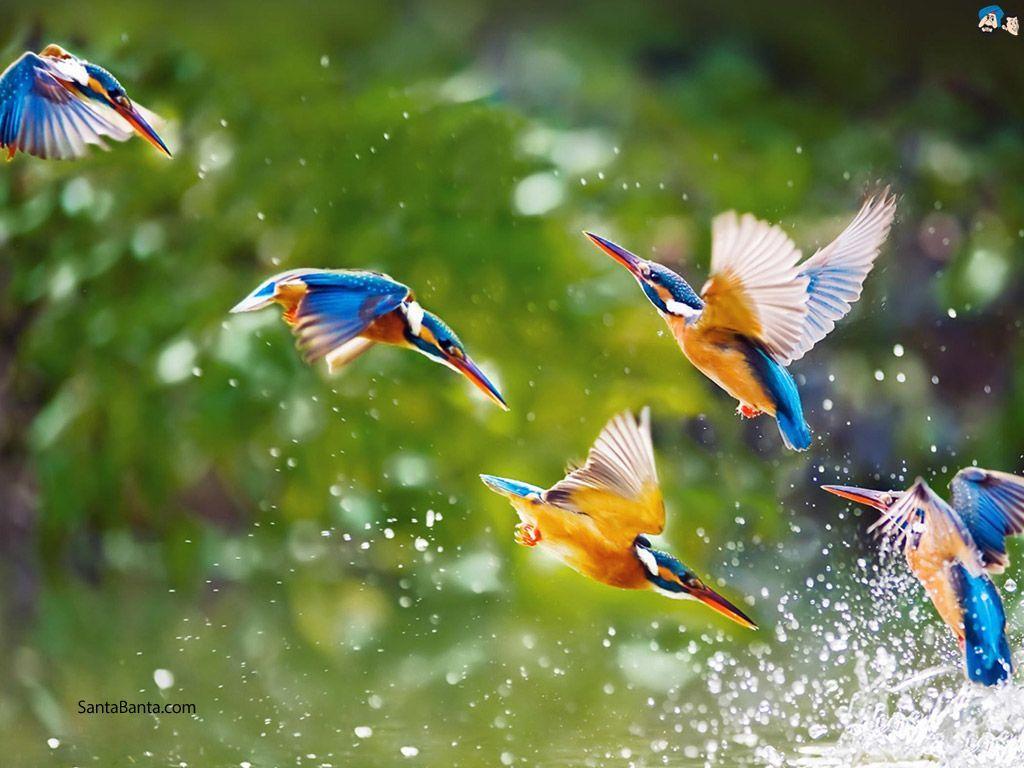 Birds Nature Wallpapers - Top Free Birds Nature Backgrounds -  WallpaperAccess