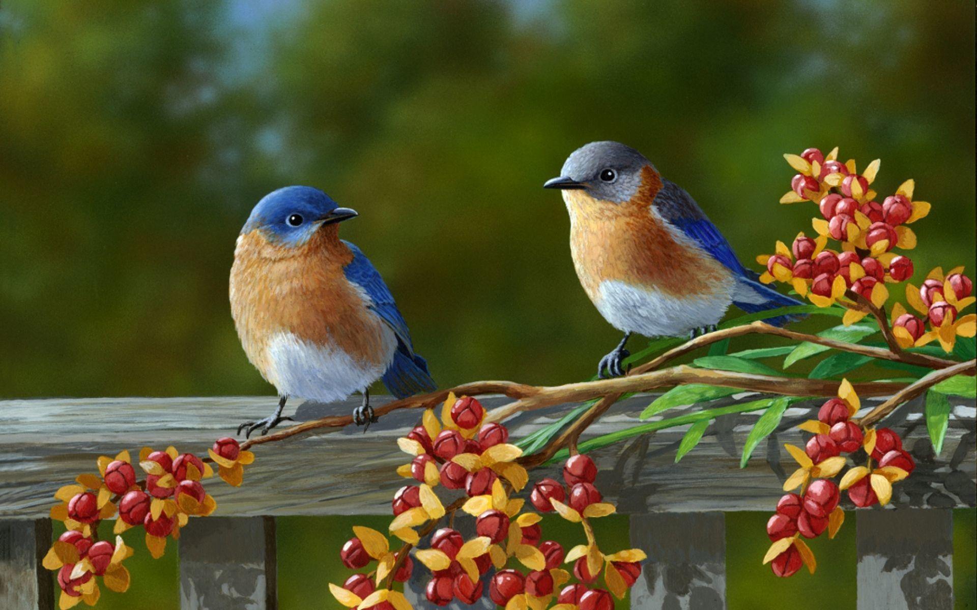 Birds Nature Wallpapers - Top Free Birds Nature Backgrounds