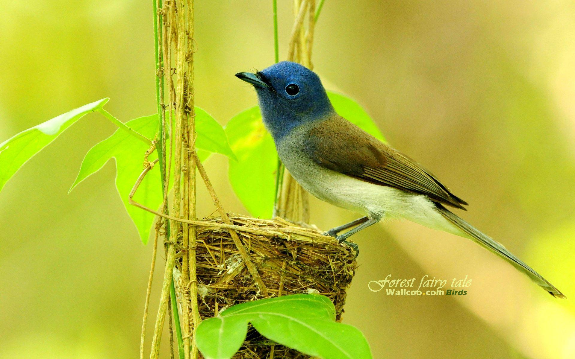 Bird wallpaper Stock Photos Royalty Free Bird wallpaper Images   Depositphotos