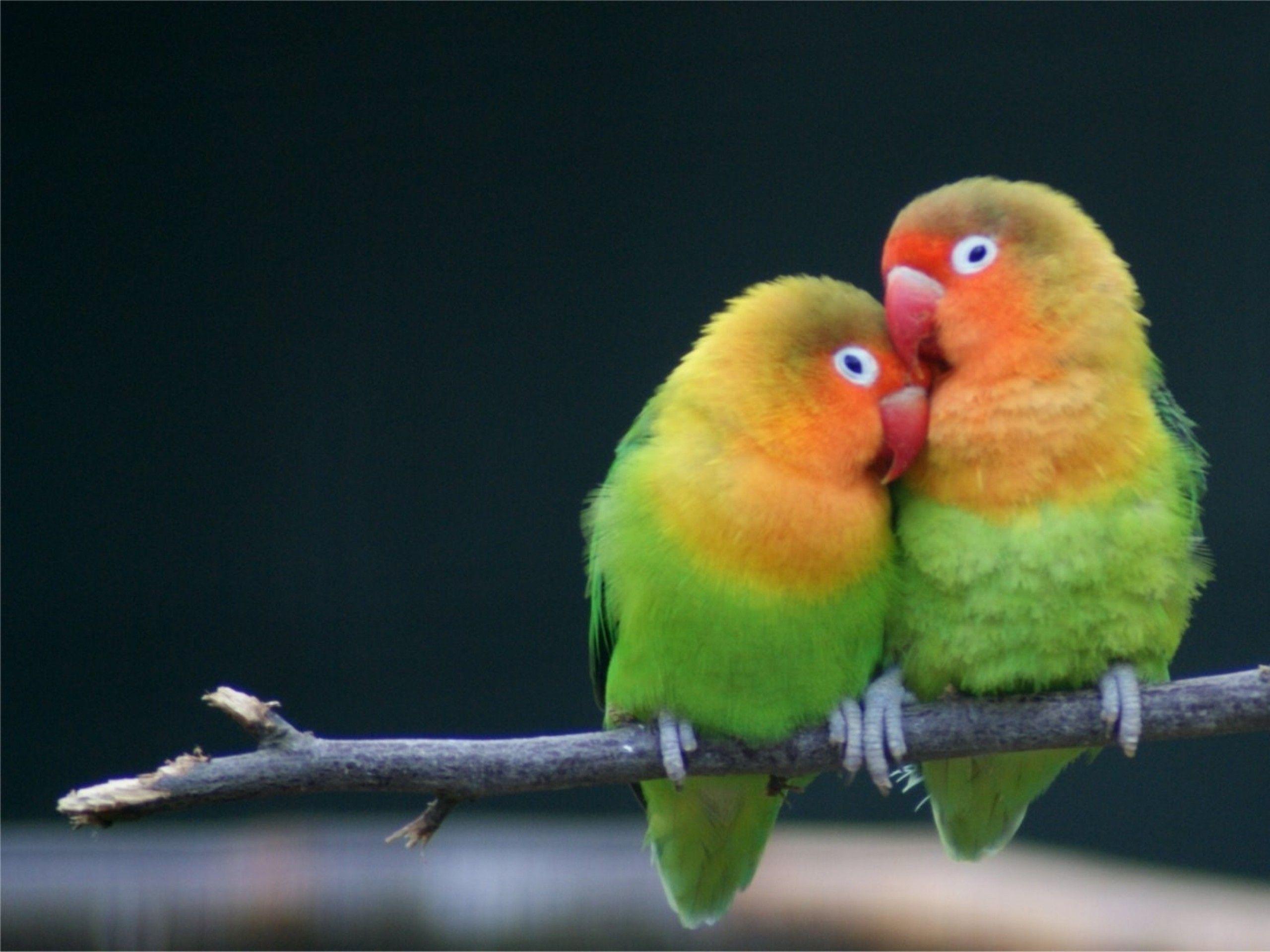 2560x1920 Lovebird Wallpaper