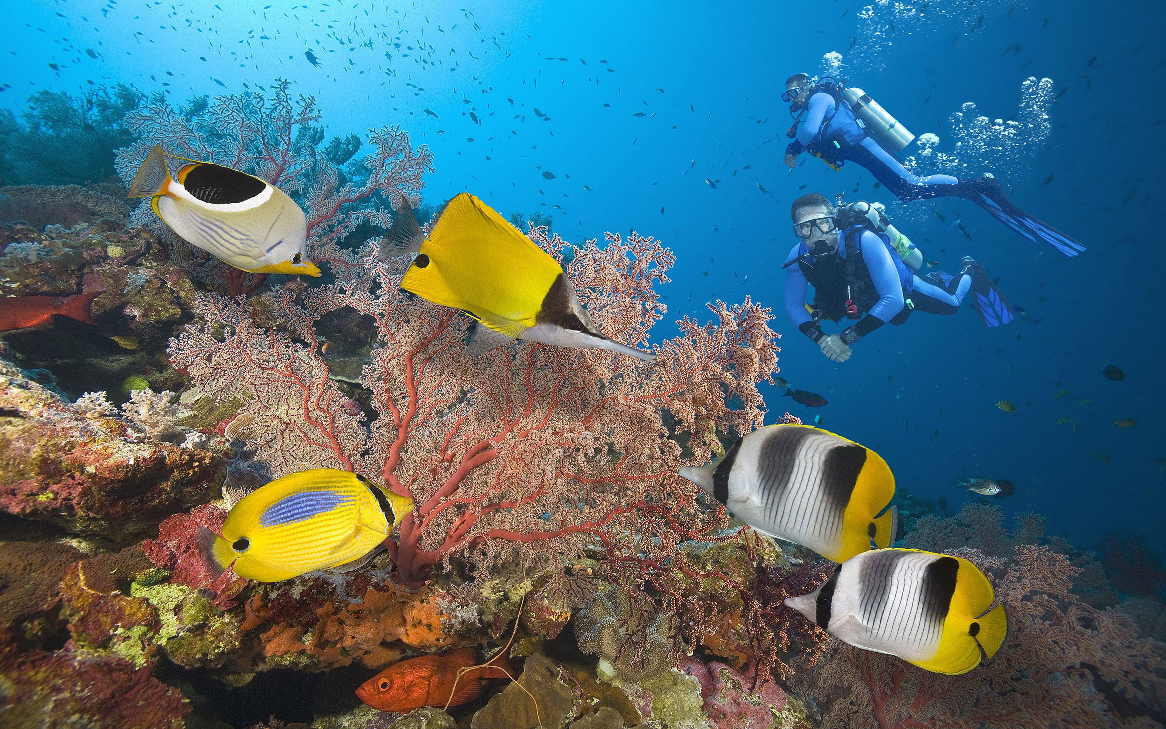 3840x2400 Great Barrier Reef Divers Seabed With Exotic Colorful Fish, Coral