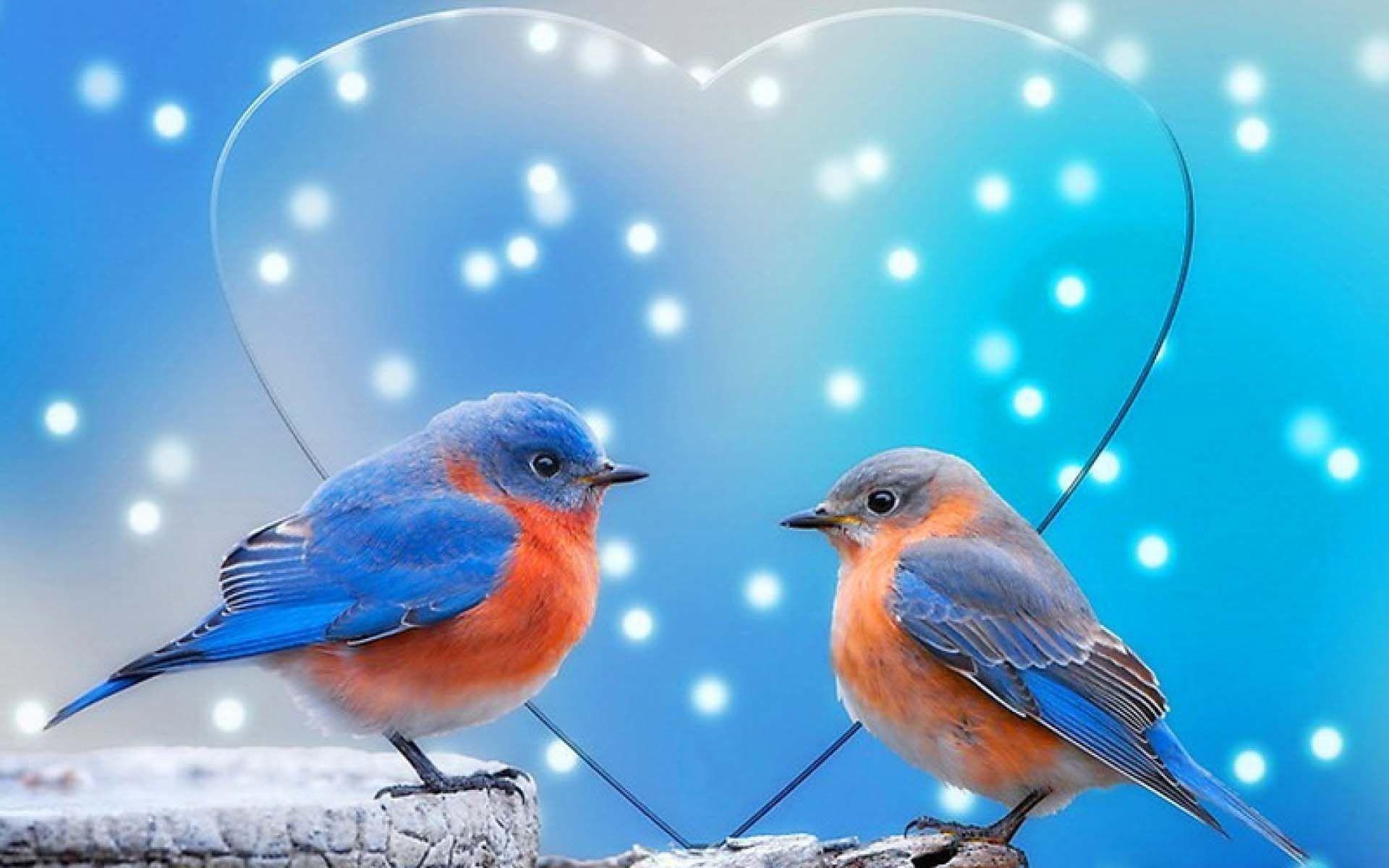 1920x1200 Love Birds Wallpaper