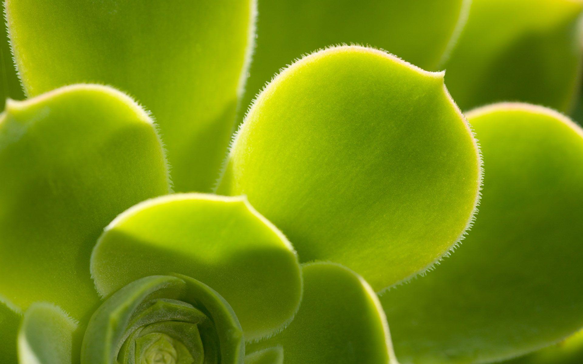 1920x1200 House, plants, exotic, chicks, wallpaper, gallery, desktop