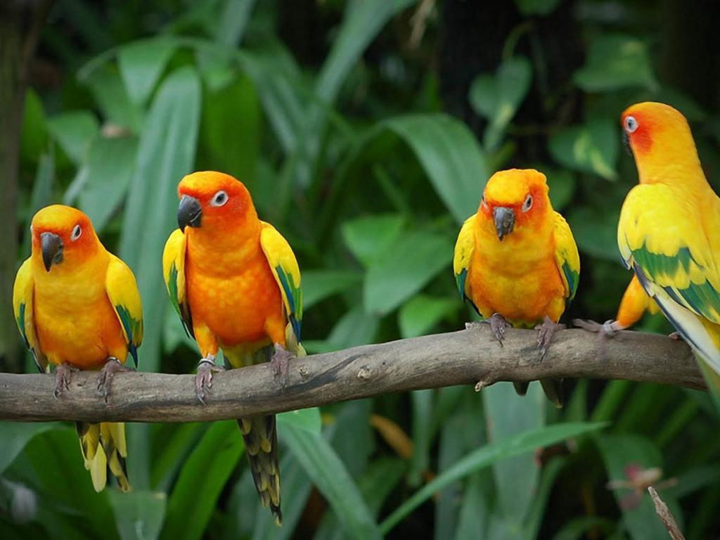 1024x768 Love Birds Wallpaper 5 X 1000