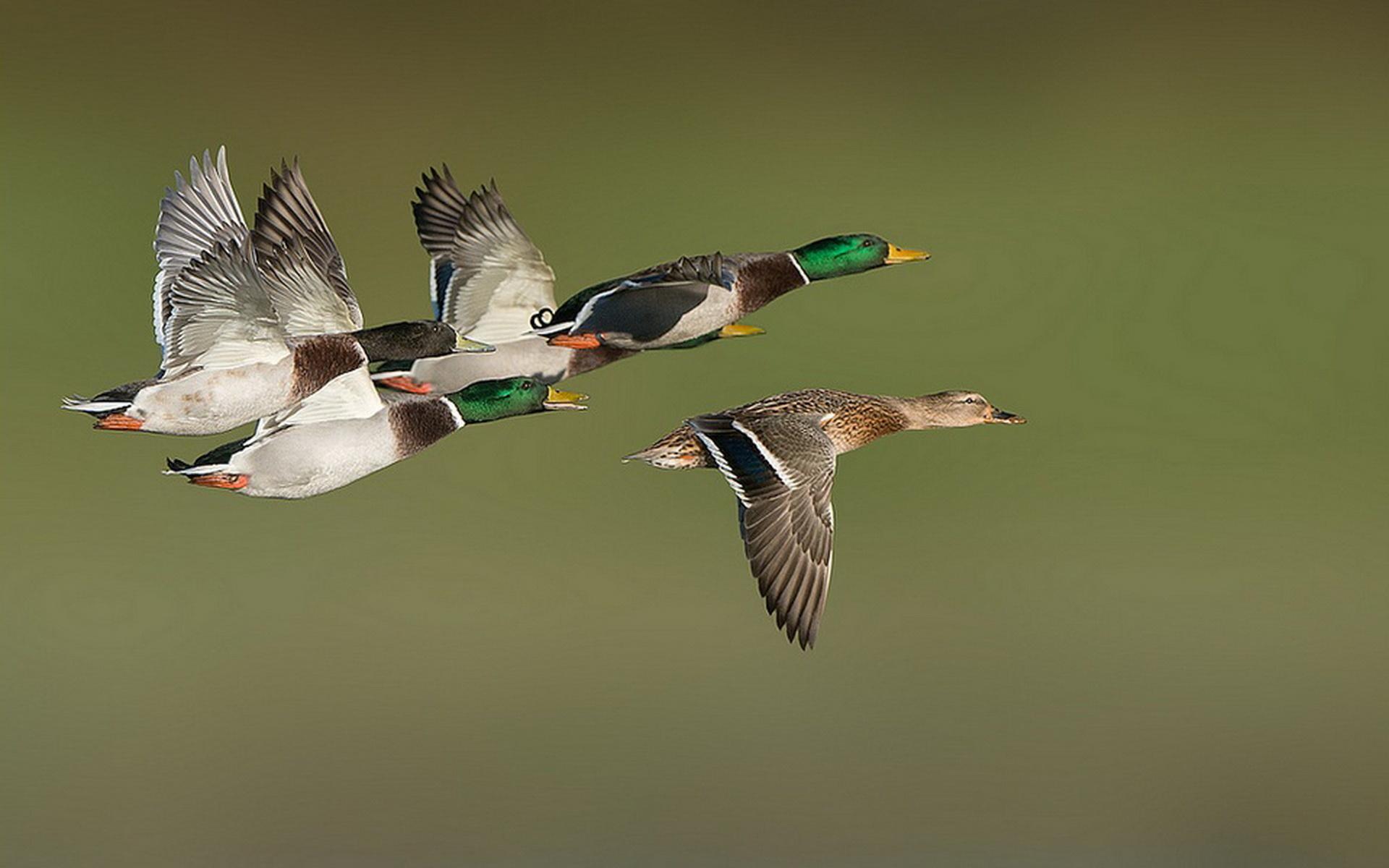 Flying Ducks Wallpapers - Top Free Flying Ducks Backgrounds