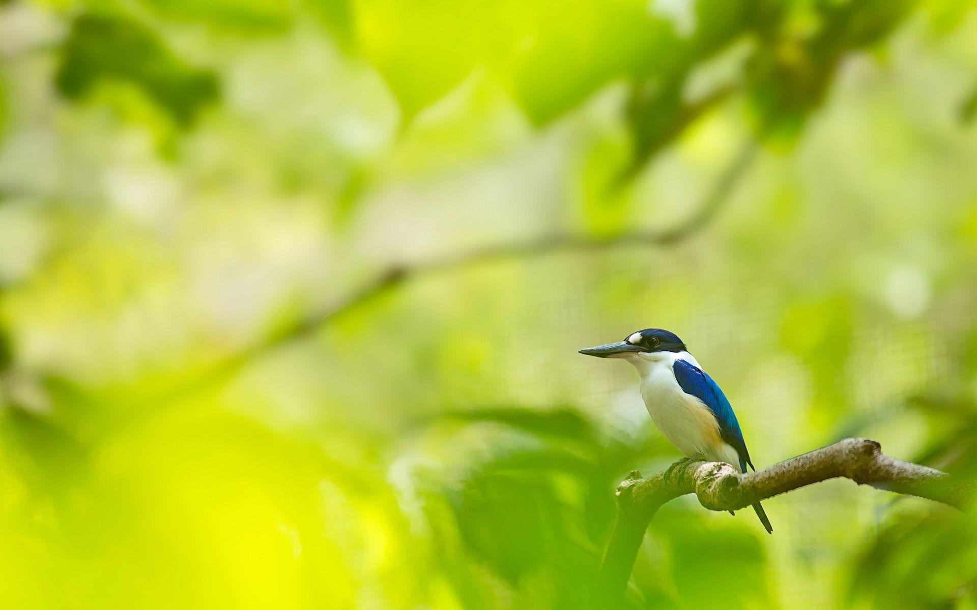 1920x1200 Bird Wallpaper Morning Birds Love Wallpaper