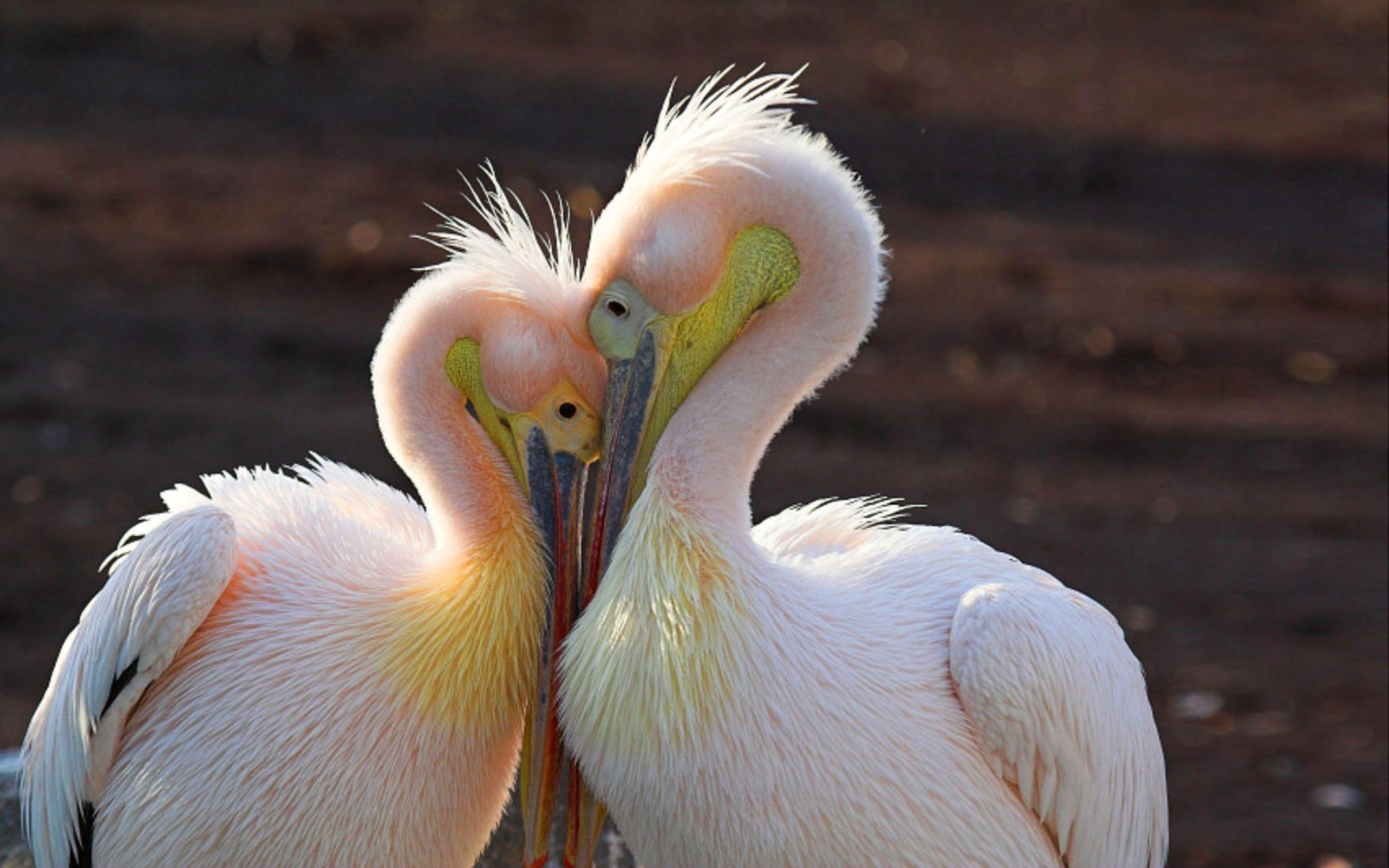 2560x1600 Birds Pelicans In Love Beautiful Birds HD Wallpaper For Laptop