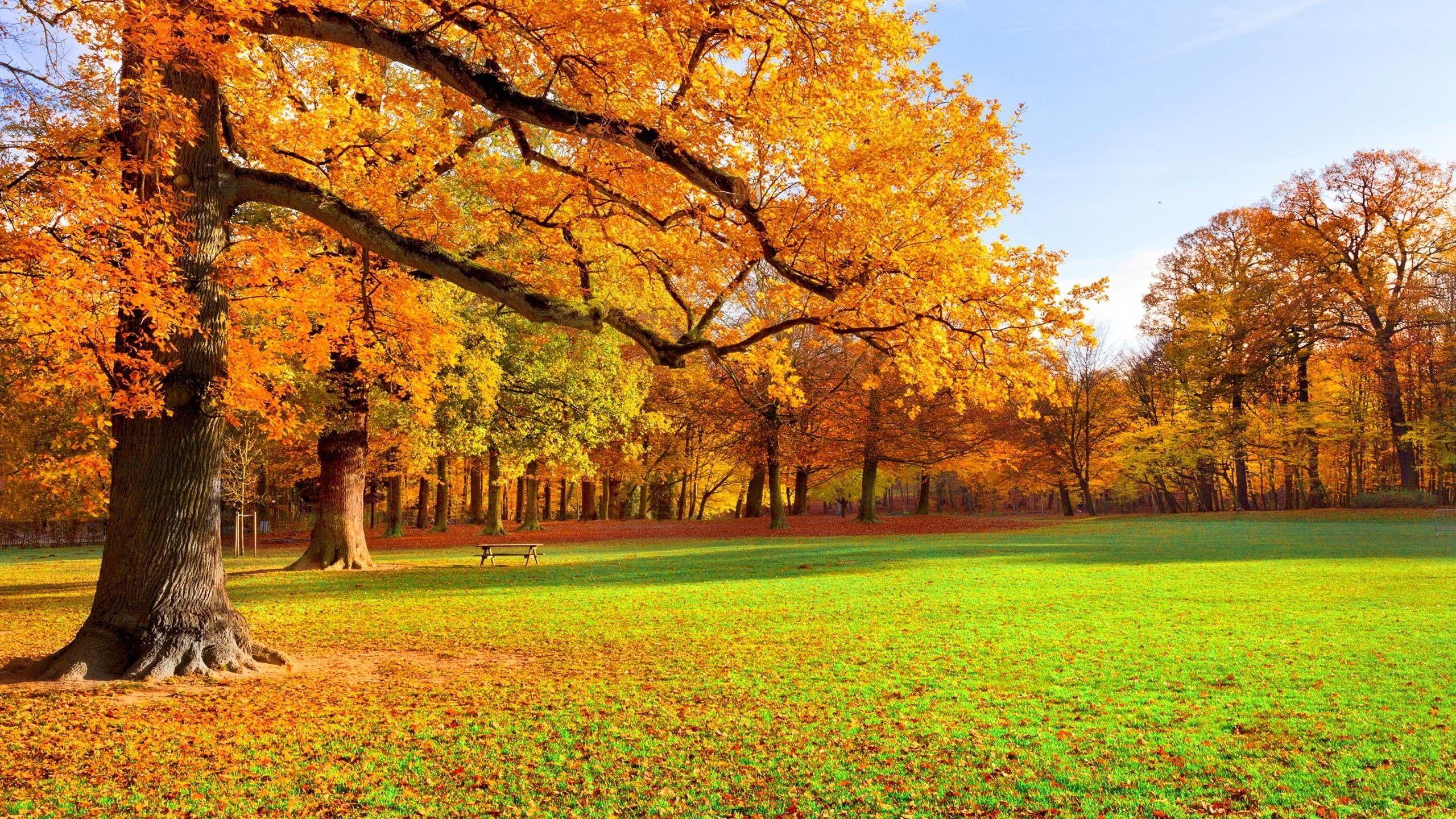 2560x1440 Autumn Scenery Wallpaper