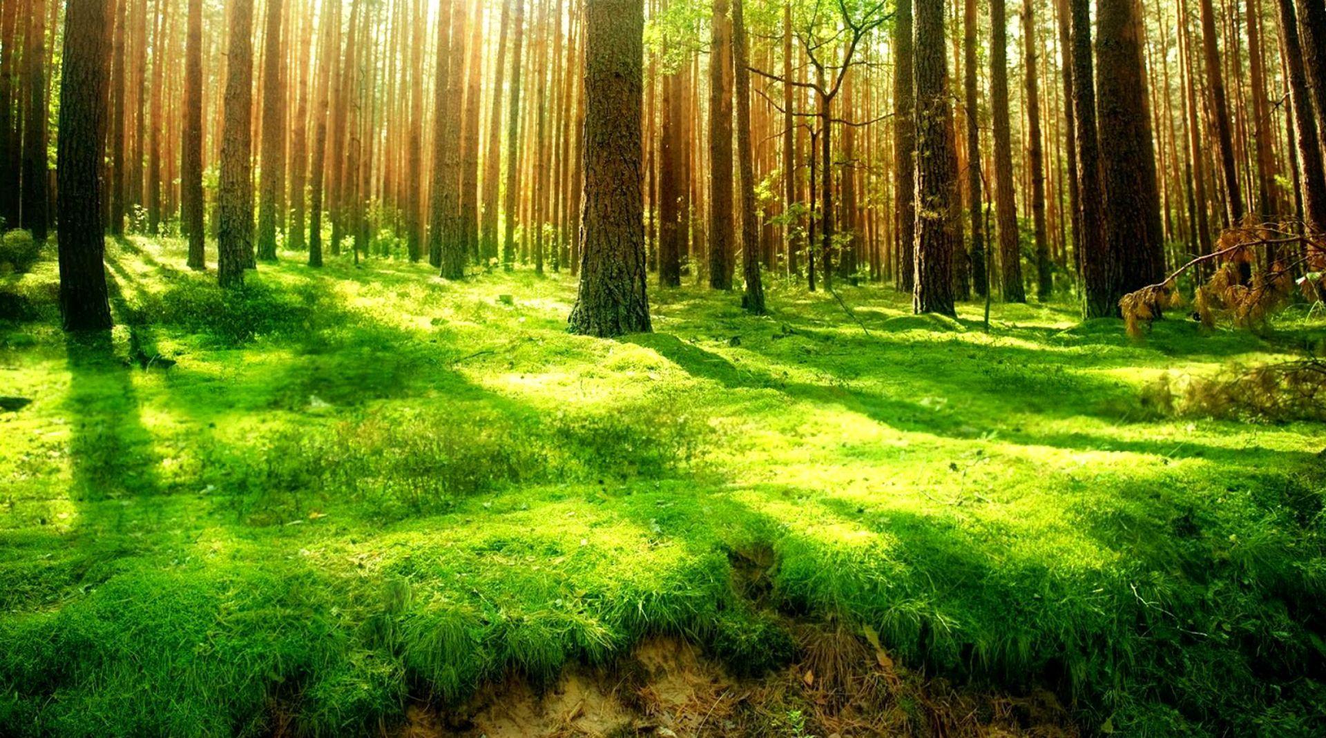 1920x1069 Full 4k Wallpaper Abstract Free Download. Forest scenery