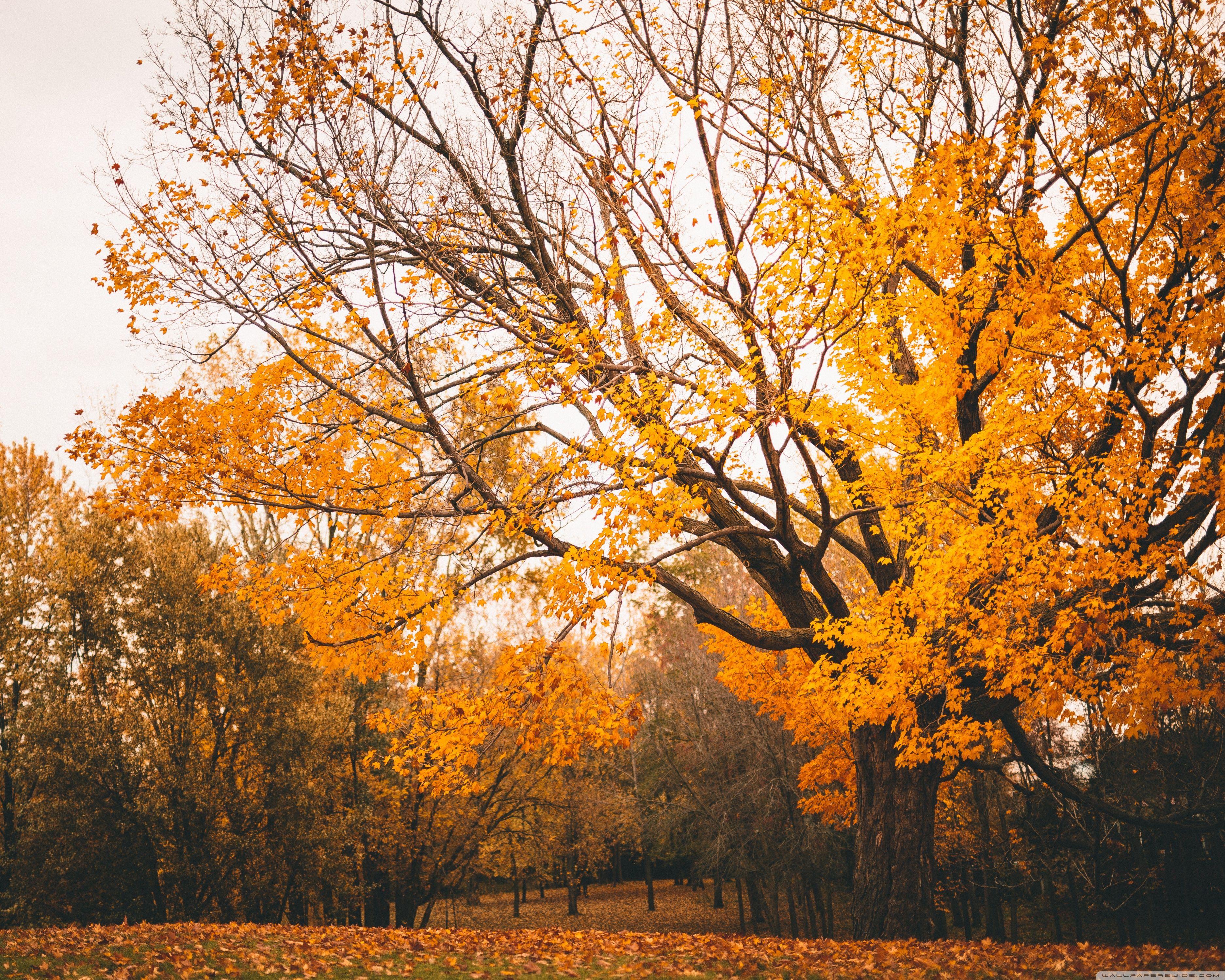 3750x3000 Autumn Scenery ❤ 4K HD Desktop Wallpaper for 4K Ultra HD TV
