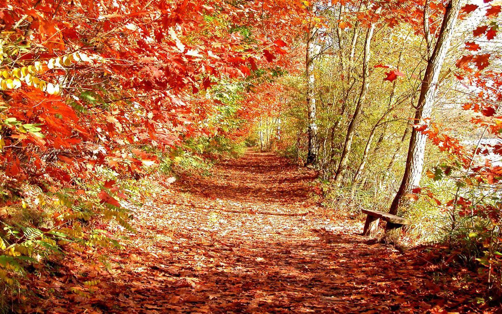 1600x1000 Most Beautiful Fall Scenes. Tag: Beautiful Autumn Scenery