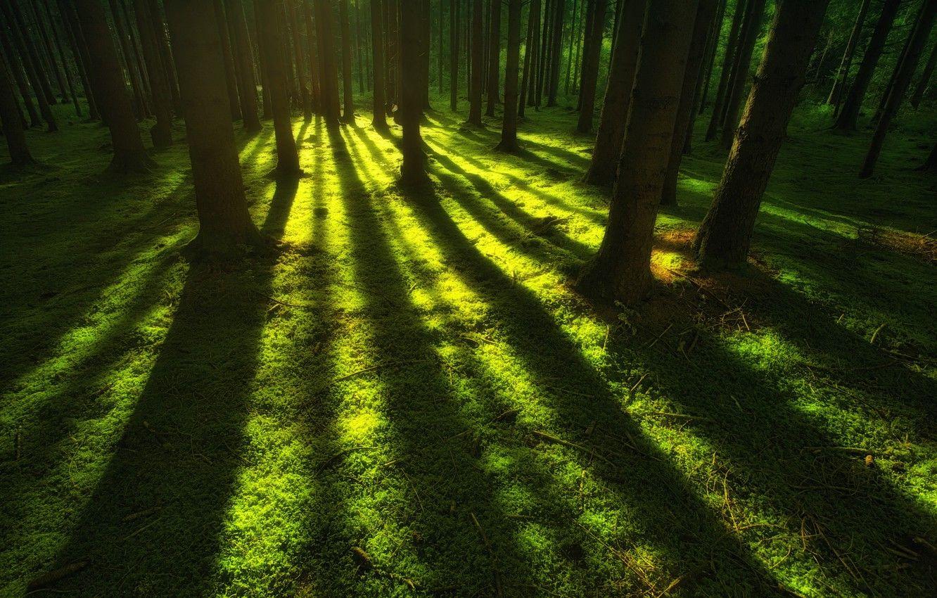 1332x850 Wallpaper Nature, Grass, Trees, Forest, Nature, Shadows, Grass