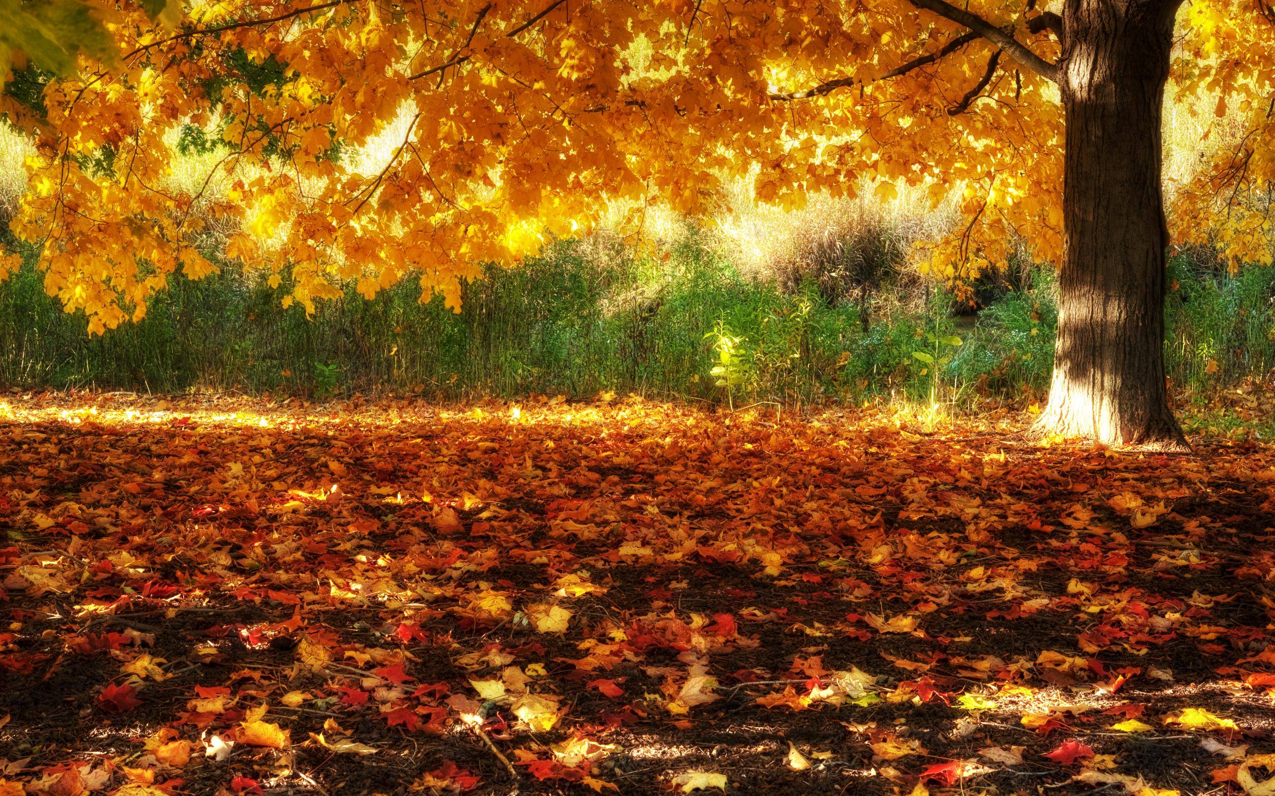 2560x1600 Free download HD Fall Scenery Wallpaper [2560x1600]