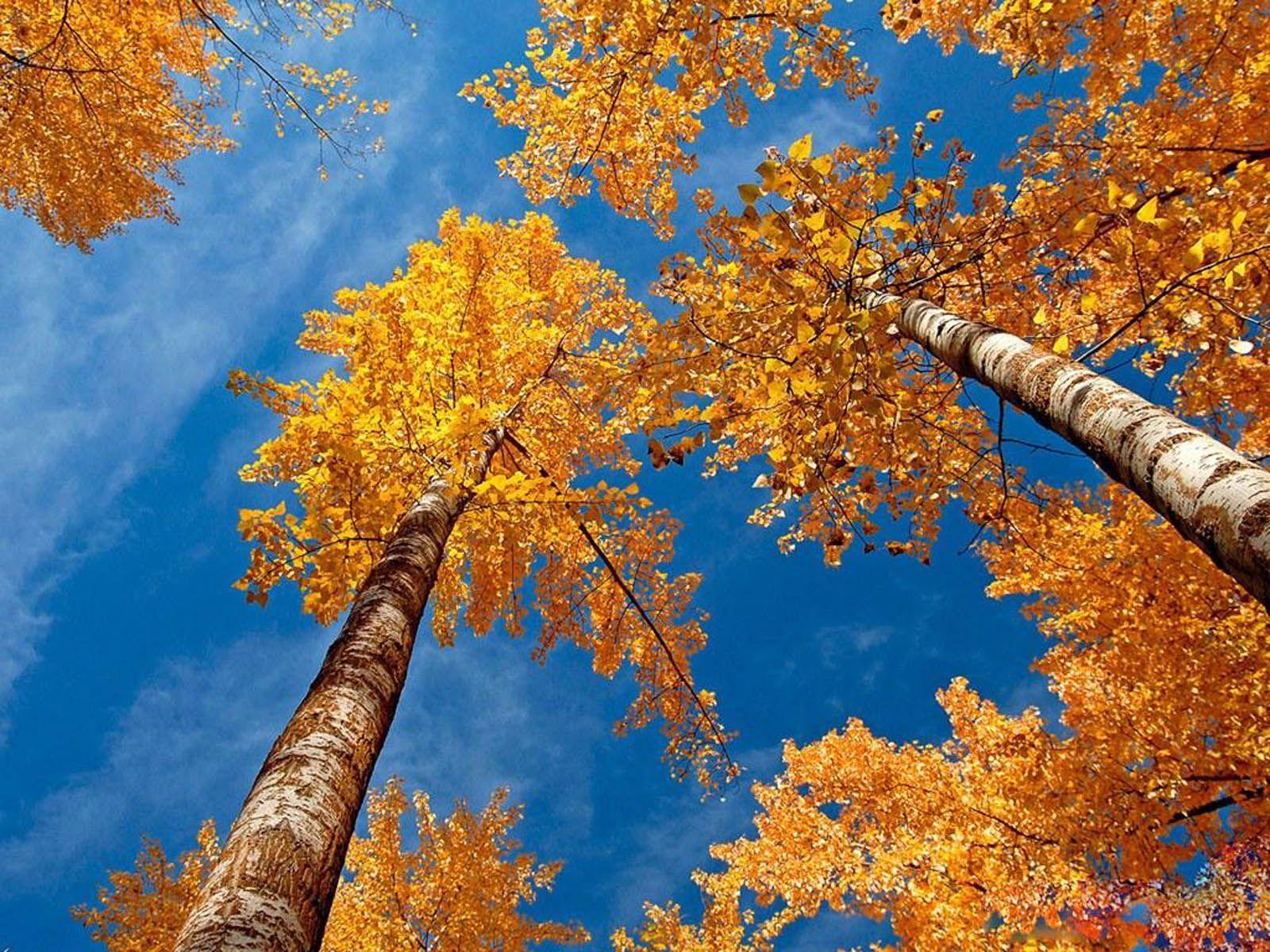 1600x1200 XS Wallpaper HD: Beautiful Autumn Scenery Wallpaper