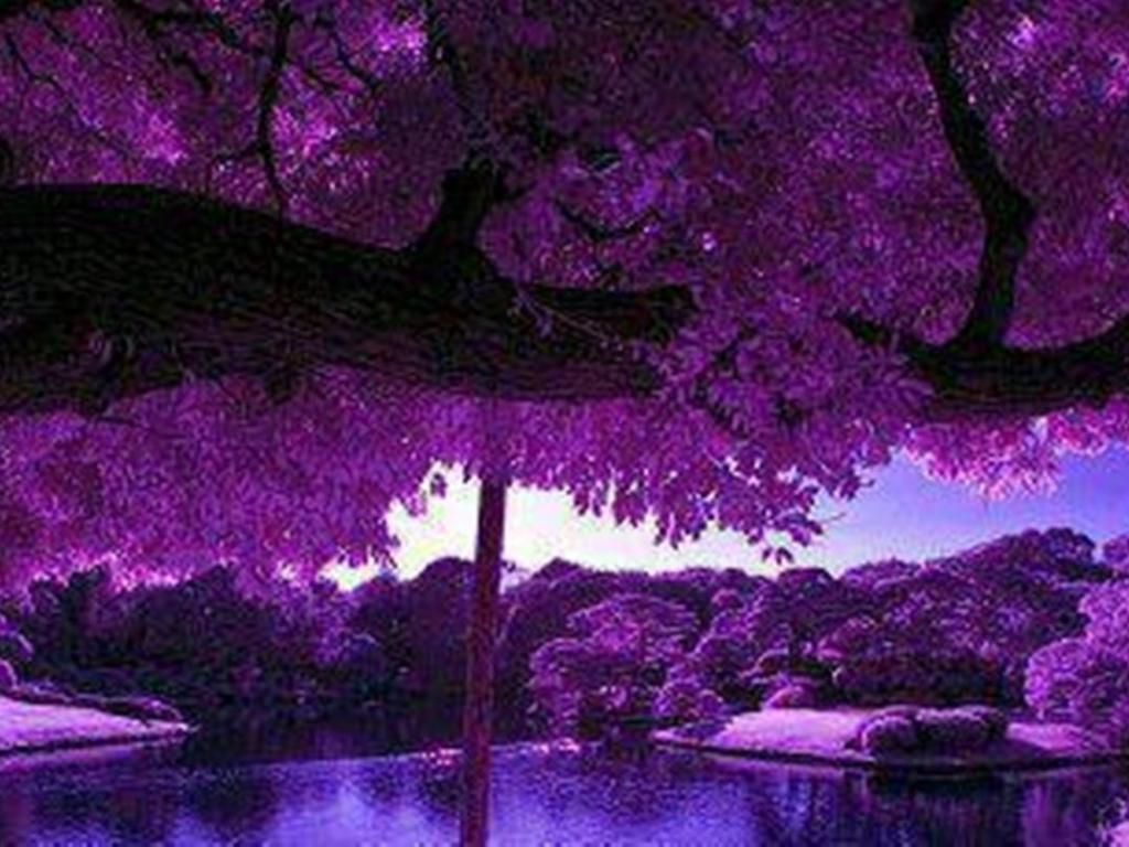 1024x768 Free download Purple scenery with zen pond HQ WALLPAPER 154351