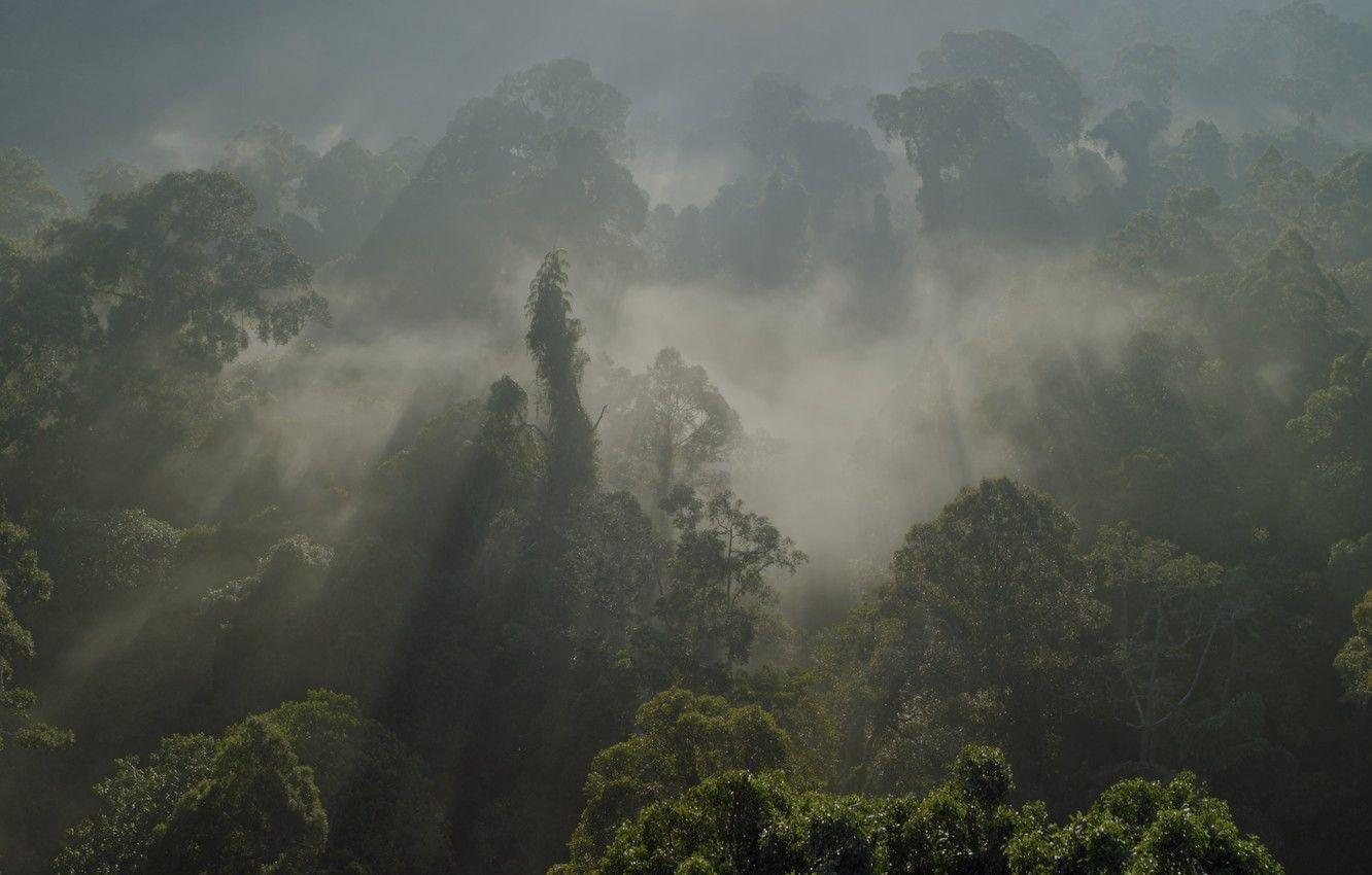 1332x850 Wallpaper forest, Amazon, BBC, South America, nature image