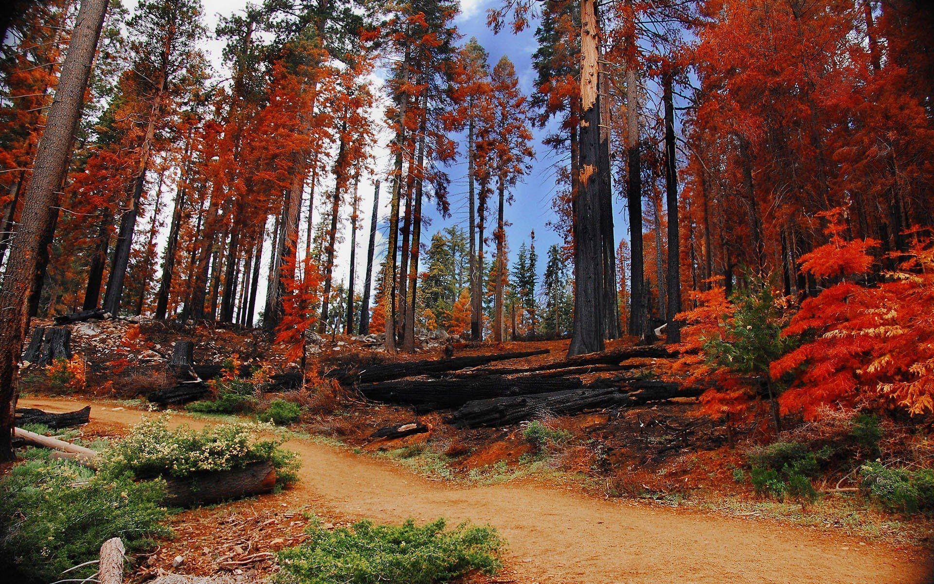 1920x1200 landscapes, Trees, Autumn, Forests, National, Park, Yosemite