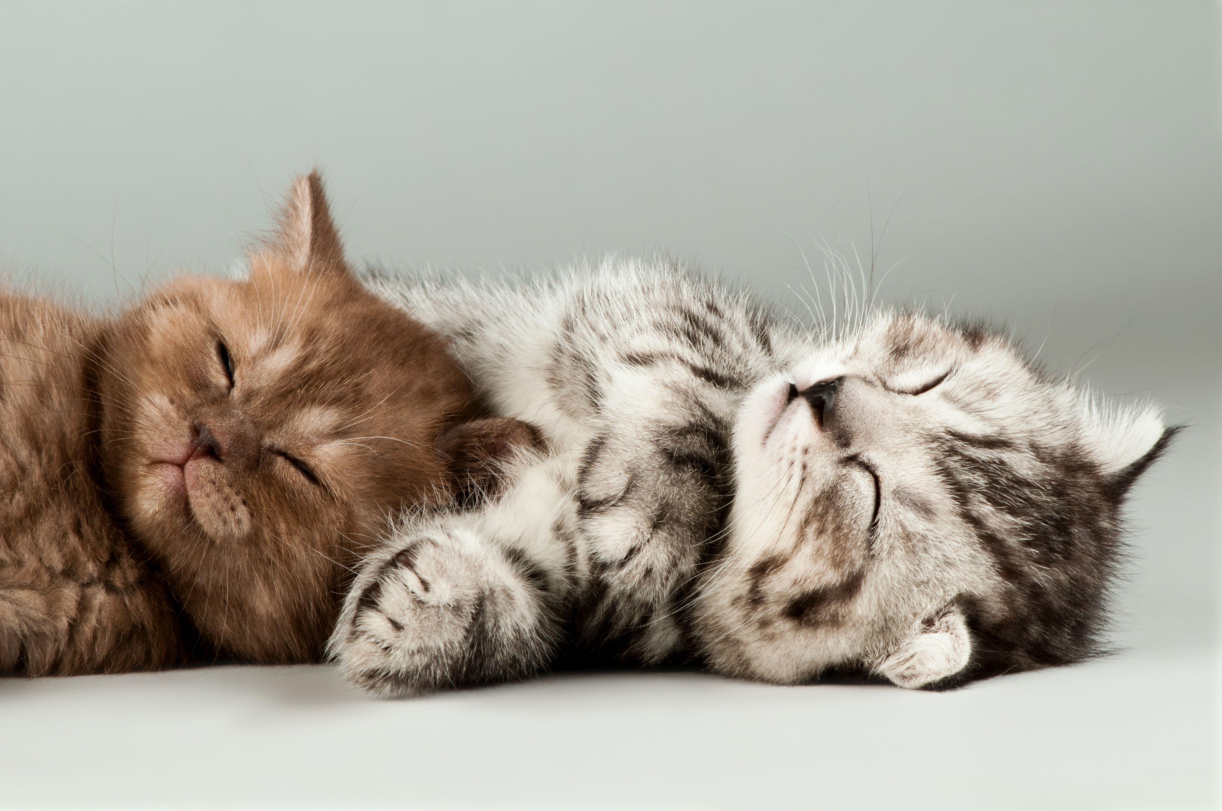 Cute Kitten Wallpapers - Top Những Hình Ảnh Đẹp