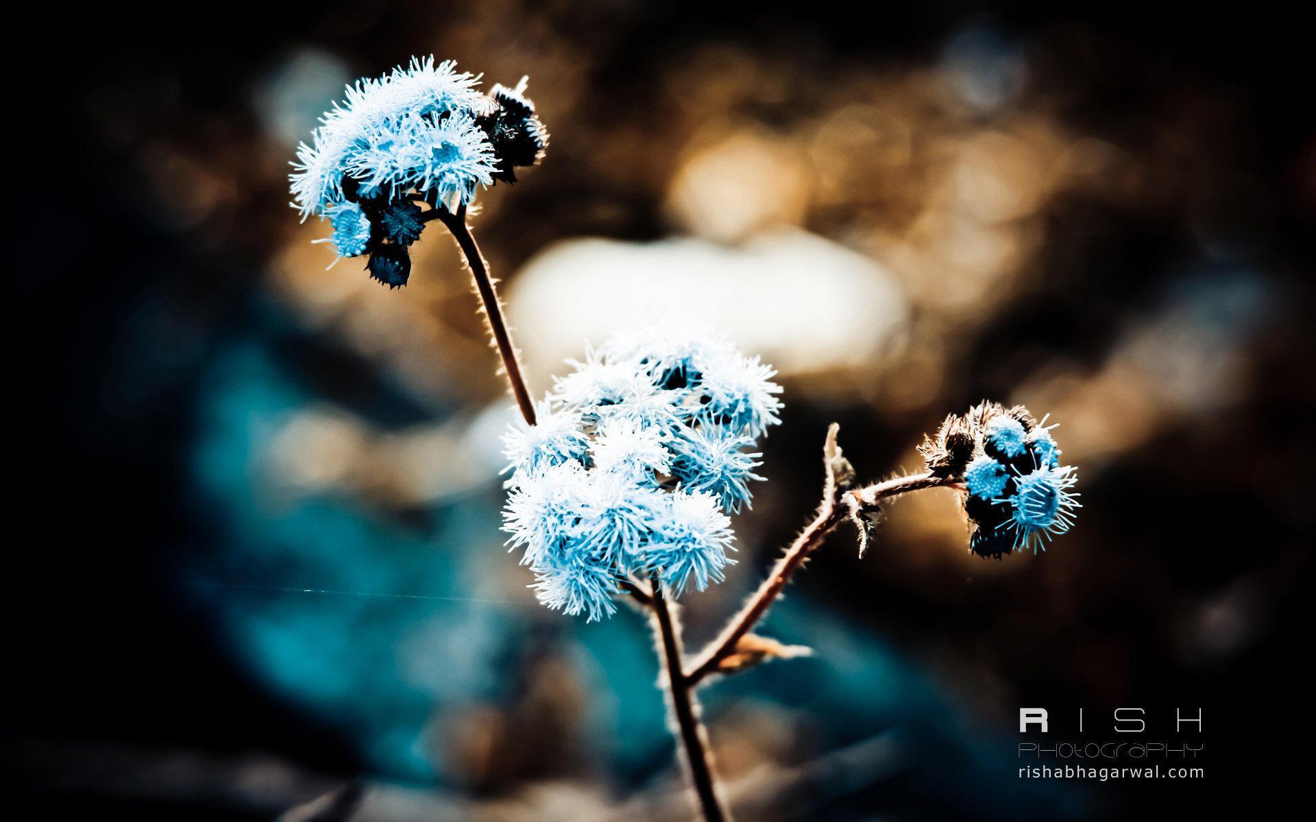 1920x1200 Blue Flower Photograph Wallpaper HD