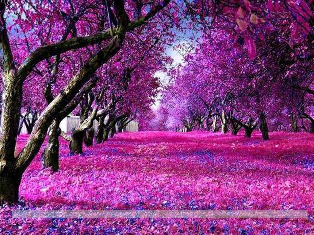 Pink and Purple Nature Wallpapers - Top Free Pink and Purple Nature ...