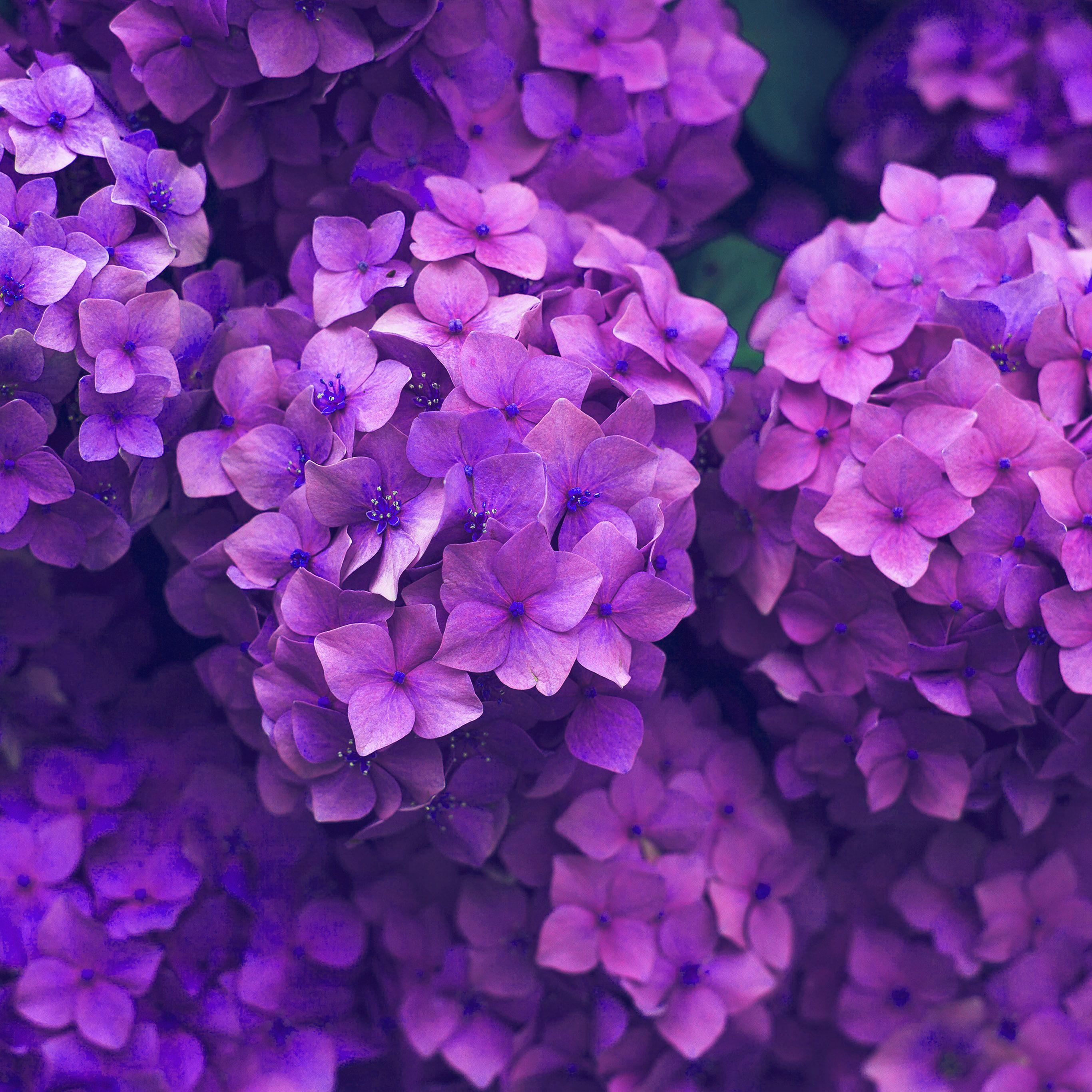 2732x2732 Flower Spring Pink Purple Nature Wallpaper