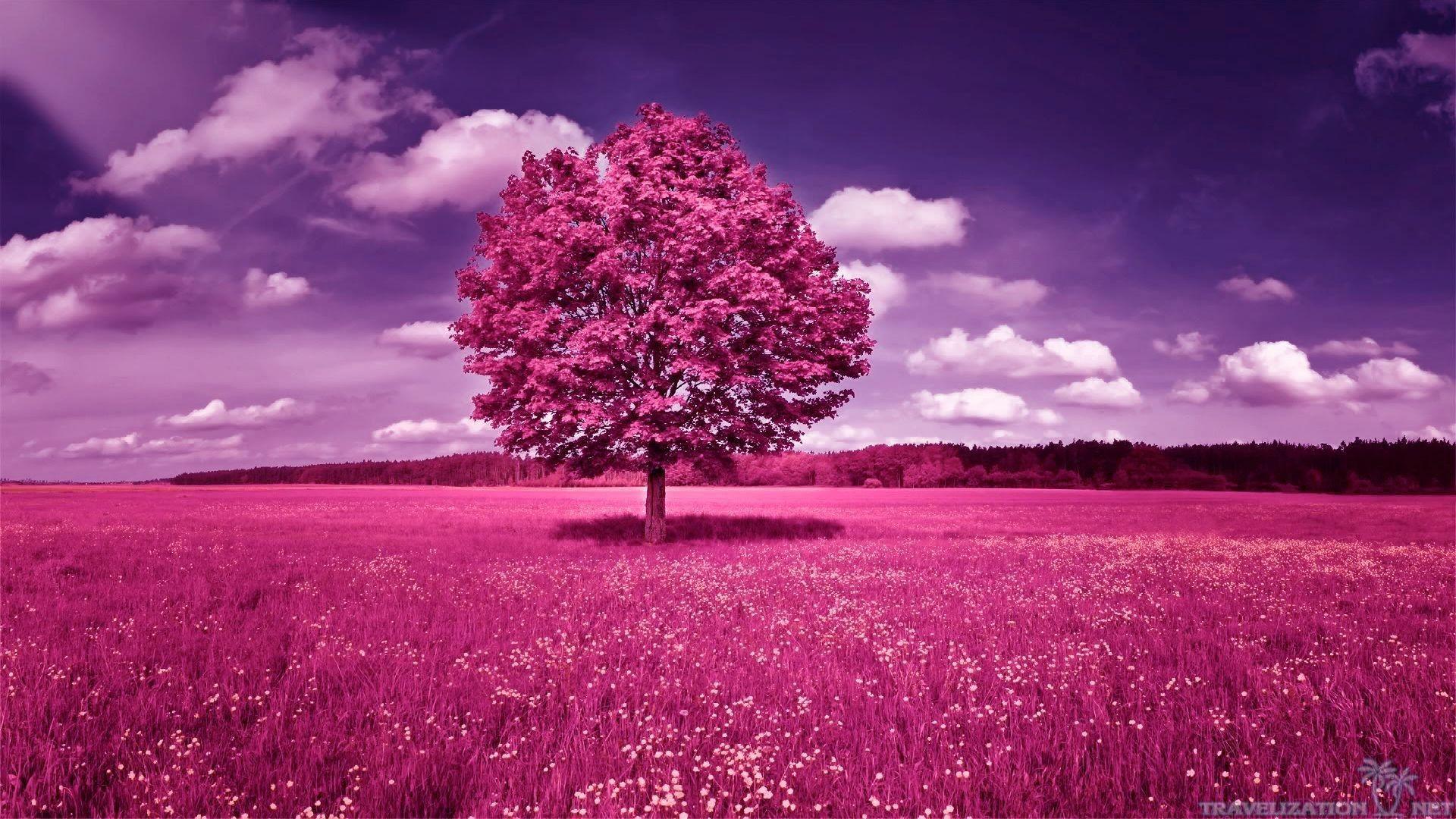 1920x1080 Purple Tree Wallpaper