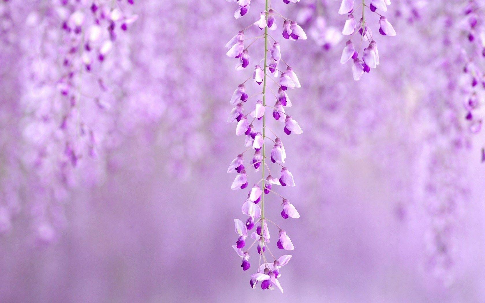 1680x1050 Flowers Wisteria Purple Nature wallpaperx1050
